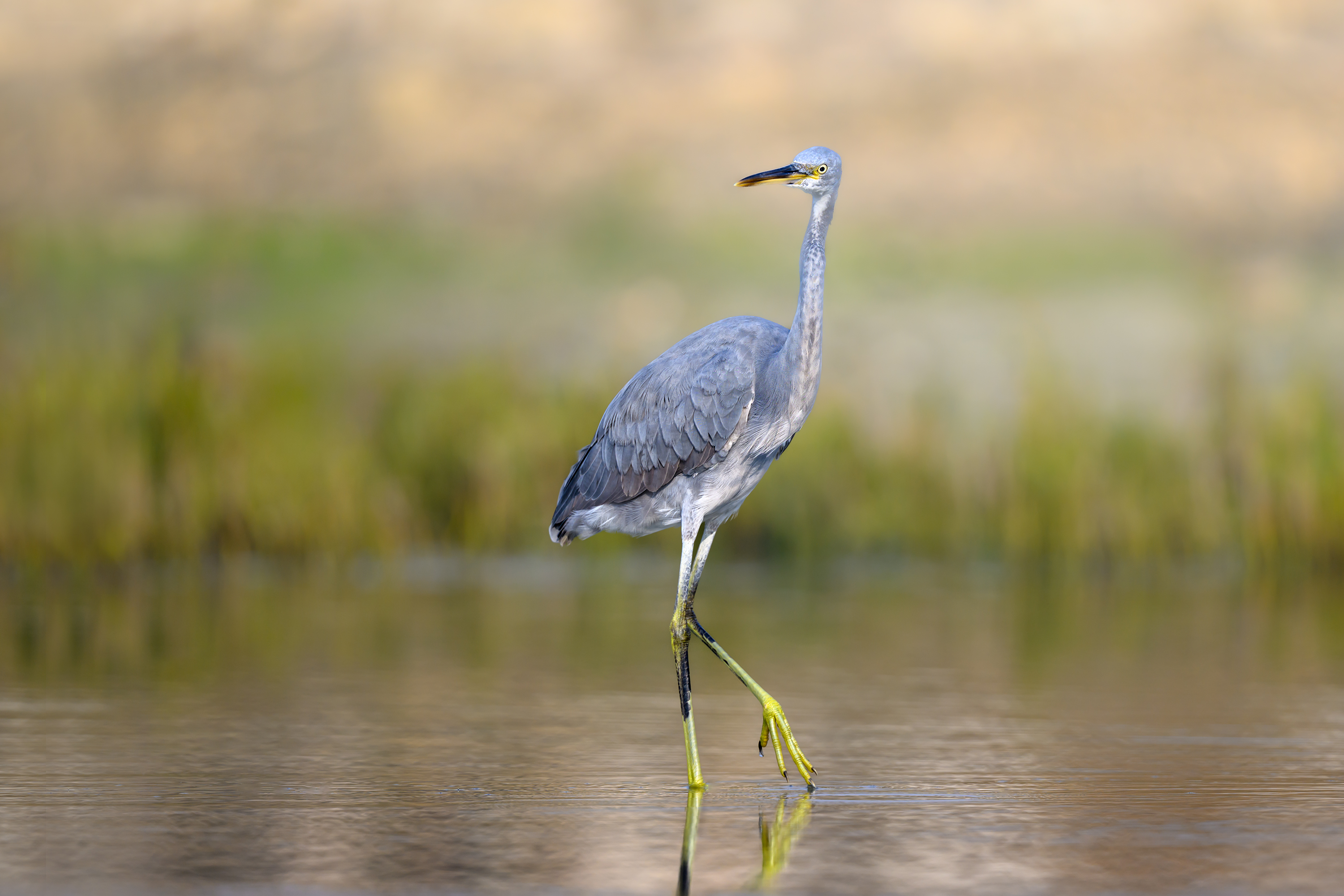 птица, фотоохота, цапля, природа, фауна, Vladimir Kulikov