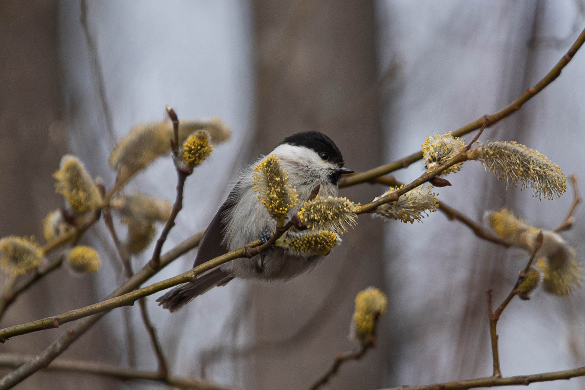bird, wildlife, marsh tit, nature, wild, черноголовая гаичка, птицы, фотоохота, дикая природа, songbird , Полина Шальнева