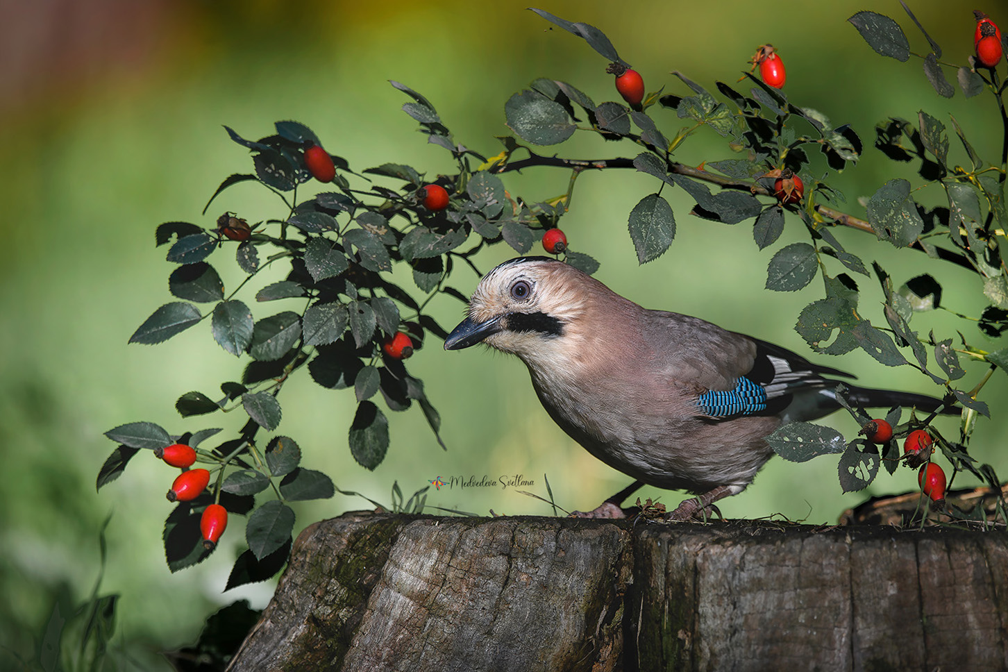 фотоохота, осень, птица, сойка, Медведева Светлана