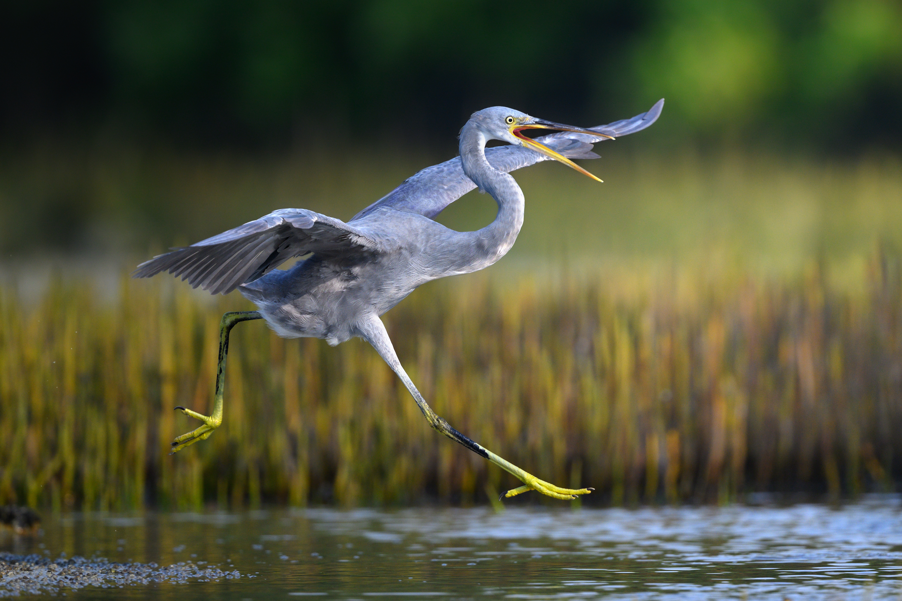 птица, фотоохота, цапля, природа, фауна, Vladimir Kulikov