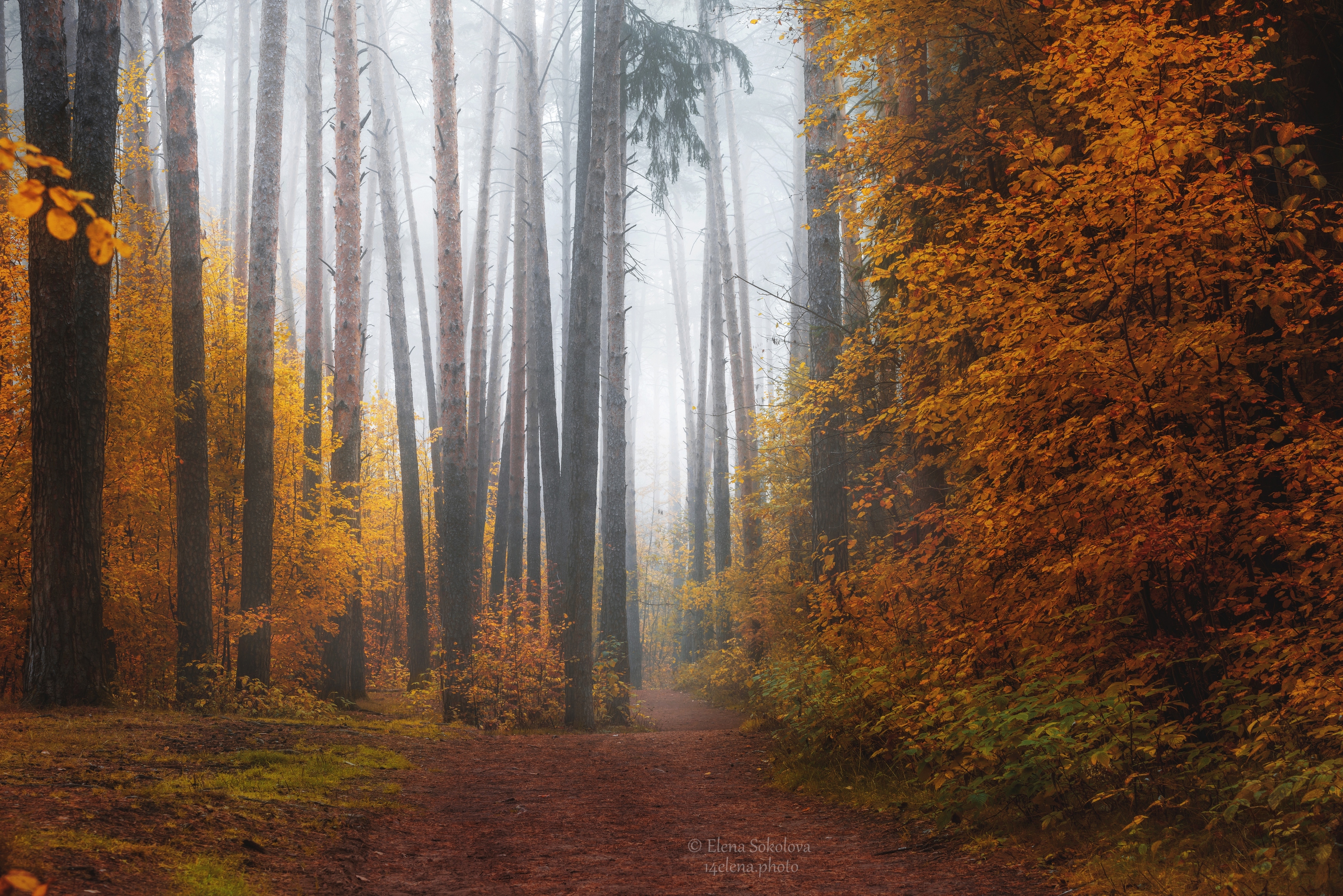 лес, осень, утро, туман, Елена Соколова