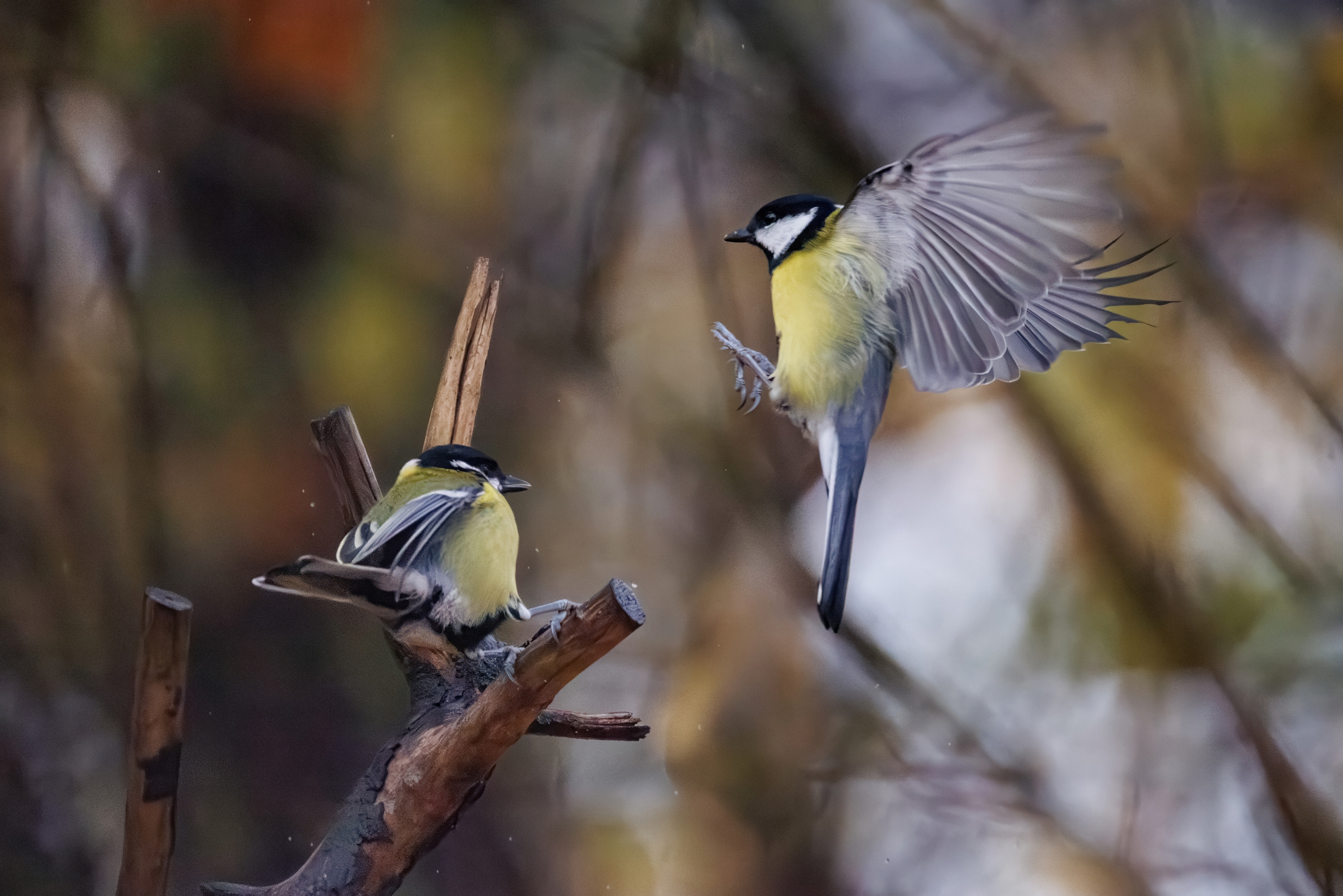 , ssmirs Сергей