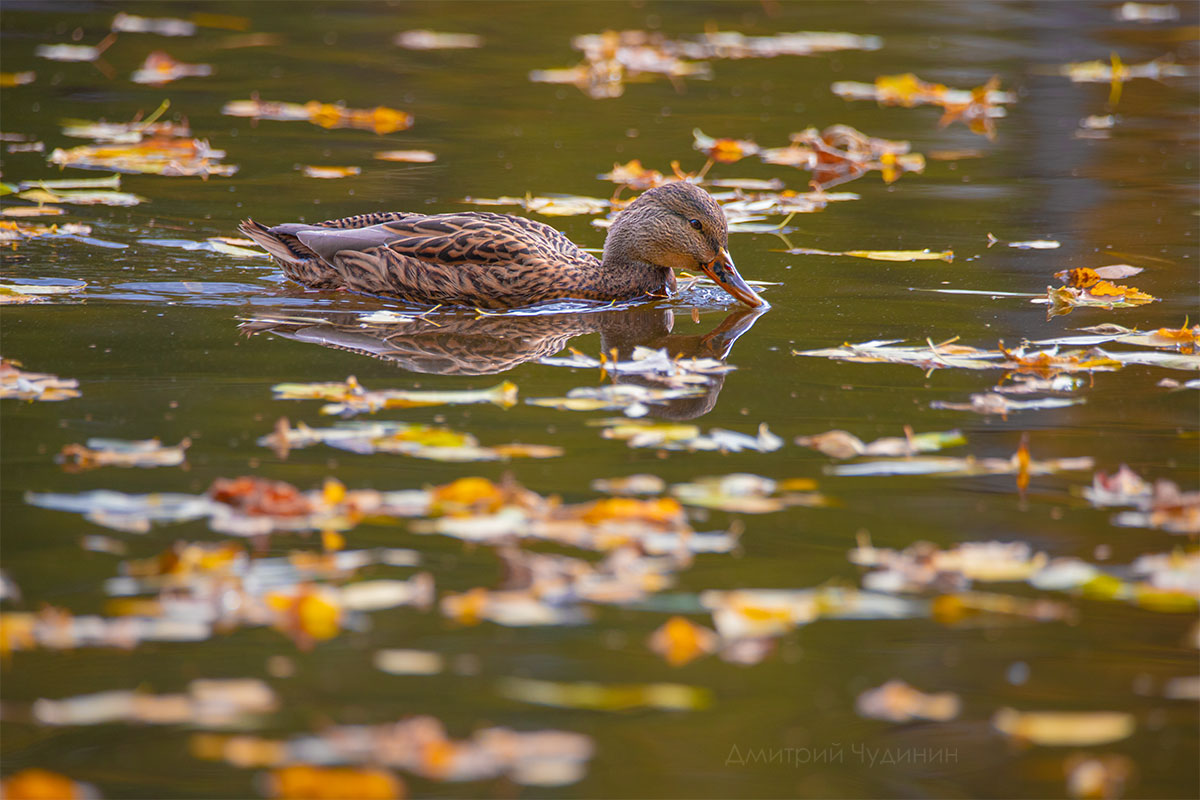 , Чудинин Дмитрий