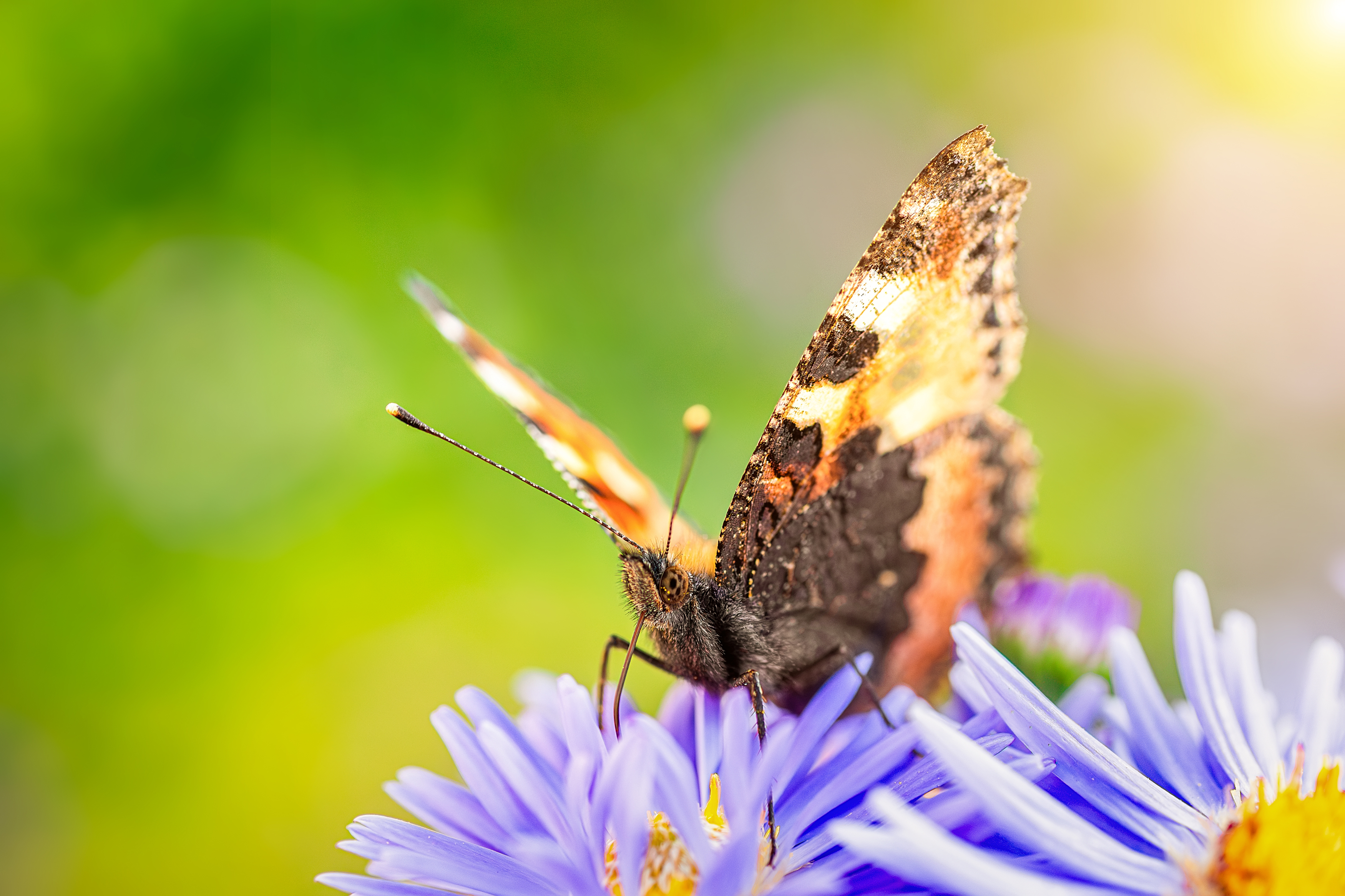 , Корнеев Алексей