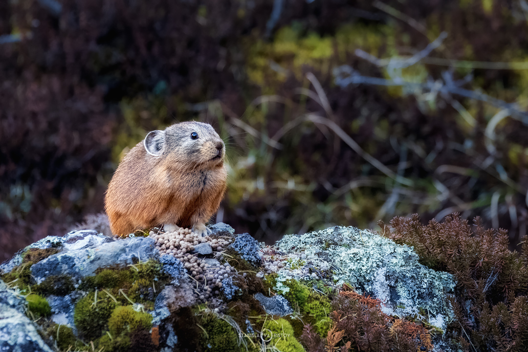 , Станислав Аристов