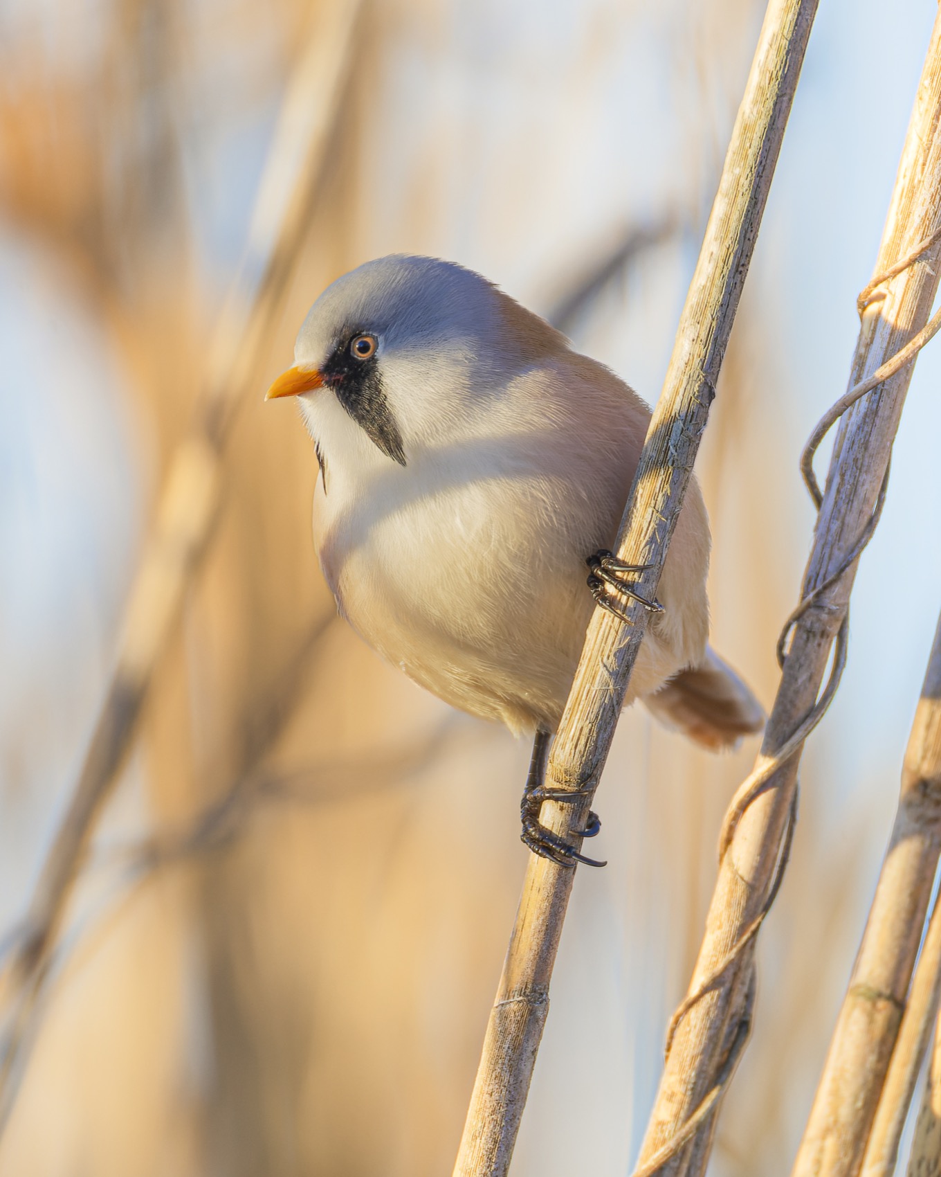 синица, усатая синица, птицы, Ruslan Pl