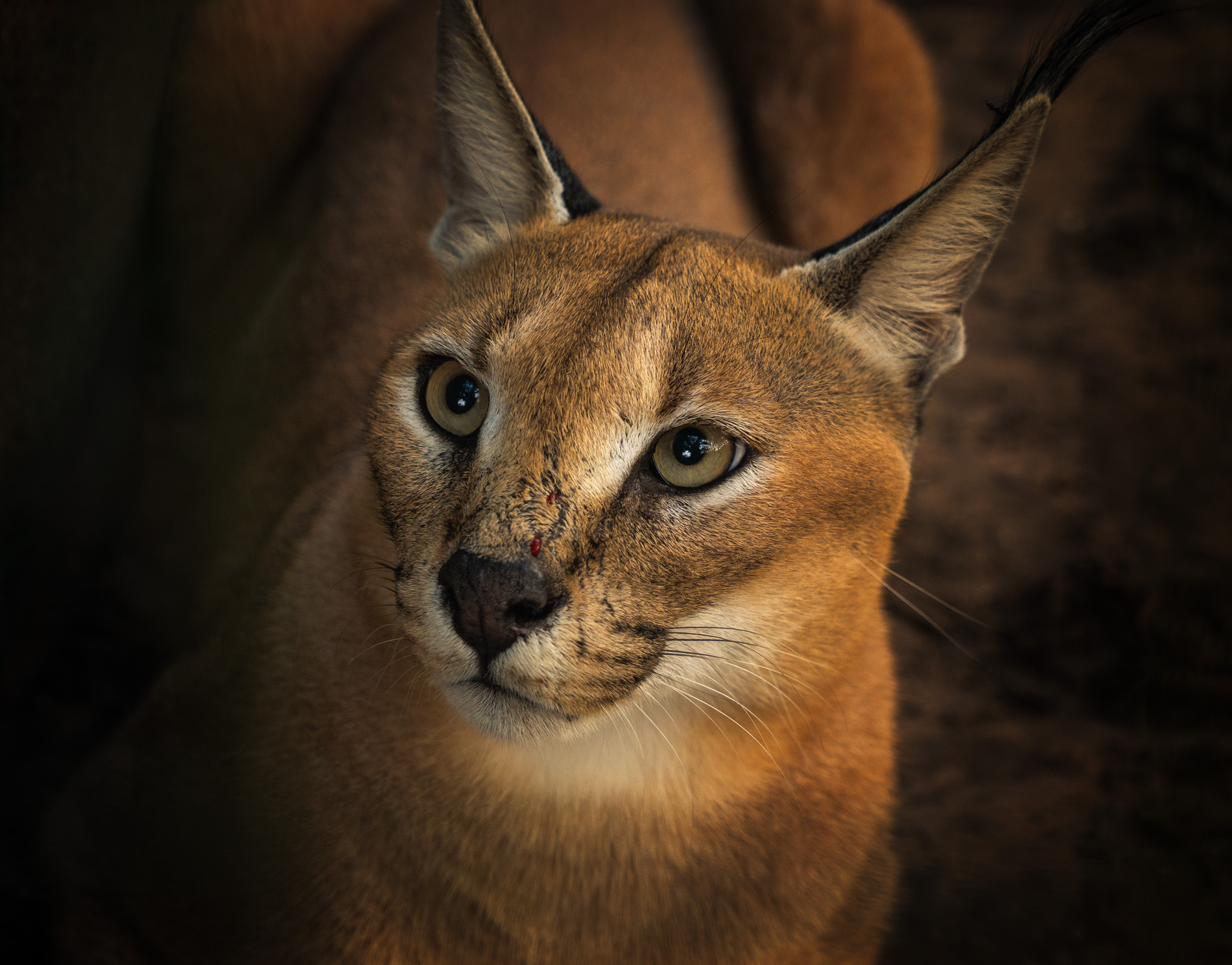 #каракал #животные #кошки африки #южная африка, Олег Герасимов