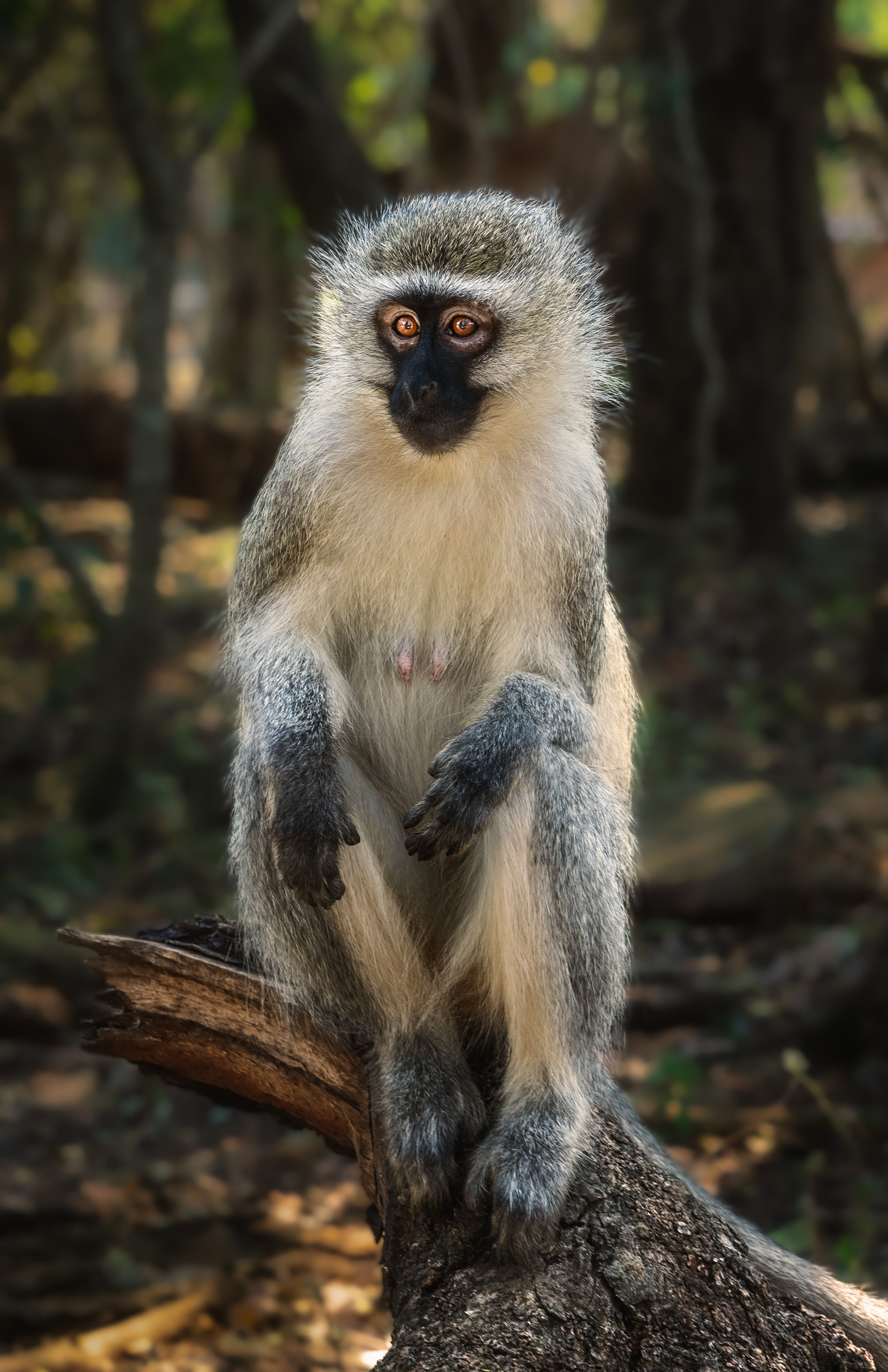 #vervet monkey #обезьяны #зеленая мартышка #приматы африки, Олег Герасимов