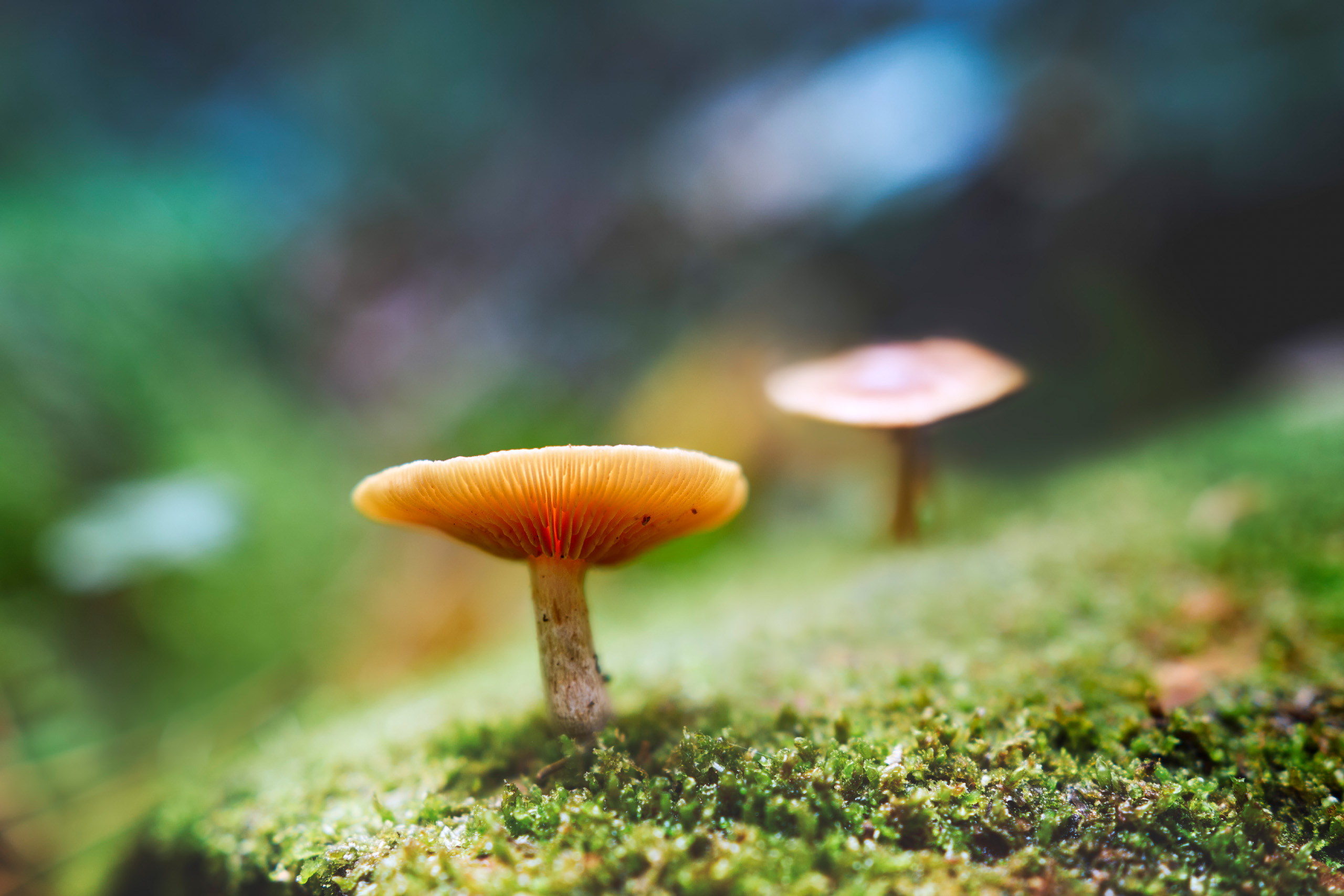 грибы, лес, Валерий Вождаев