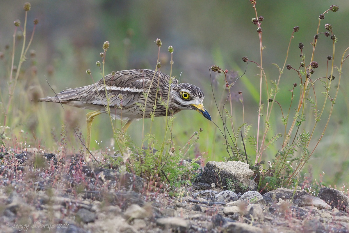 Авдотка, Сергей Шкарупо