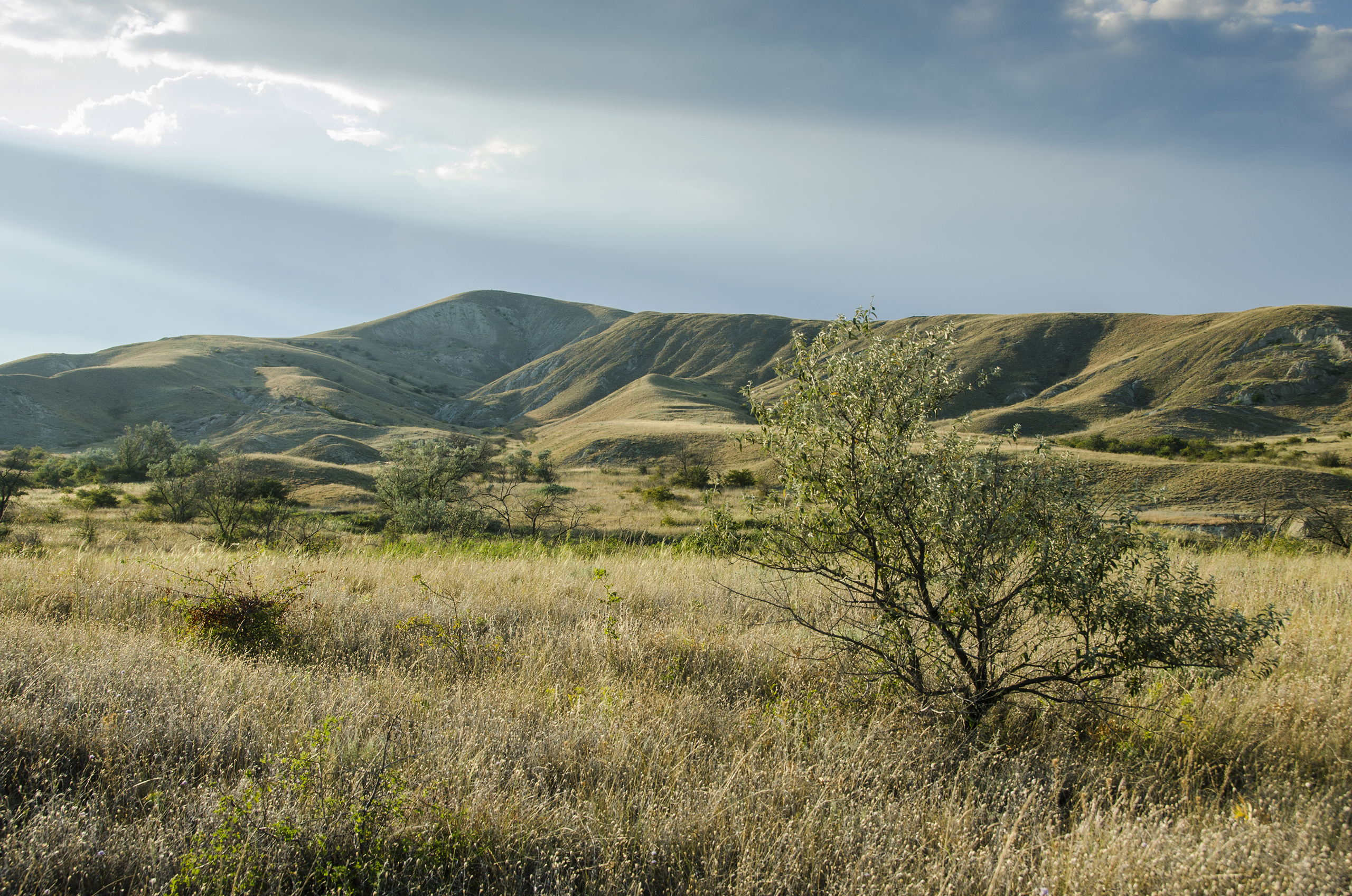 , Алексей Алешин