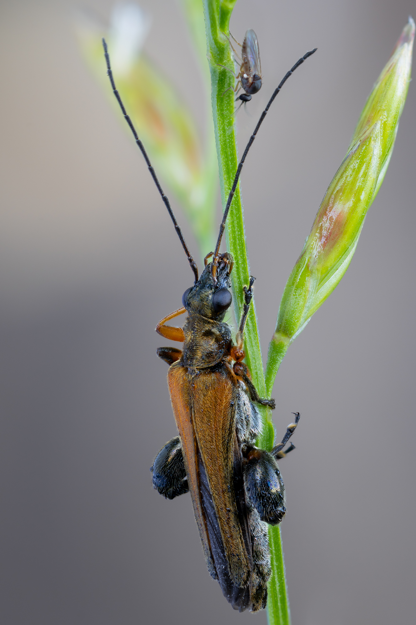 , Кузнецов Дмитрий