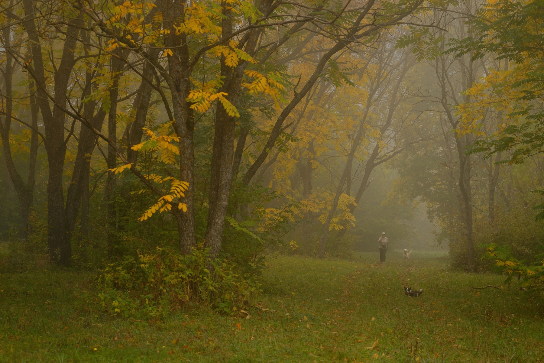 осень листва утро лес туман тропа, Александр Жарников