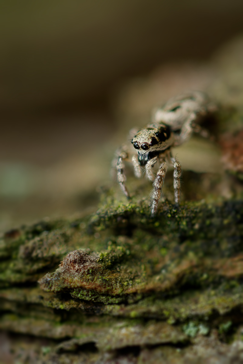 макро, паук, spider, macro, Хилько Марина