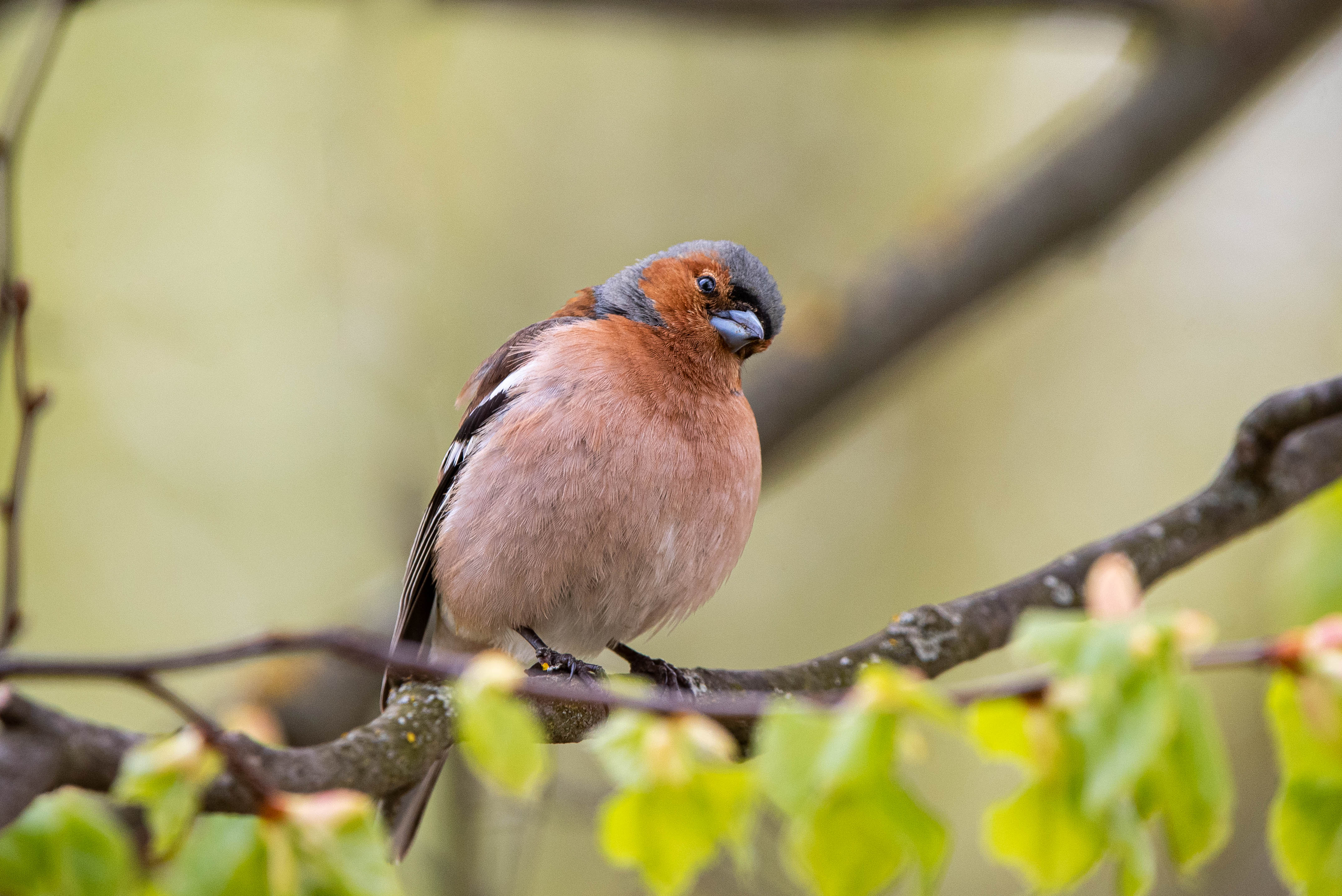 bird, wildlife, chaffinch, nature, wild, зяблик, птицы, фотоохота, дикая природа, songbird , Полина Шальнева