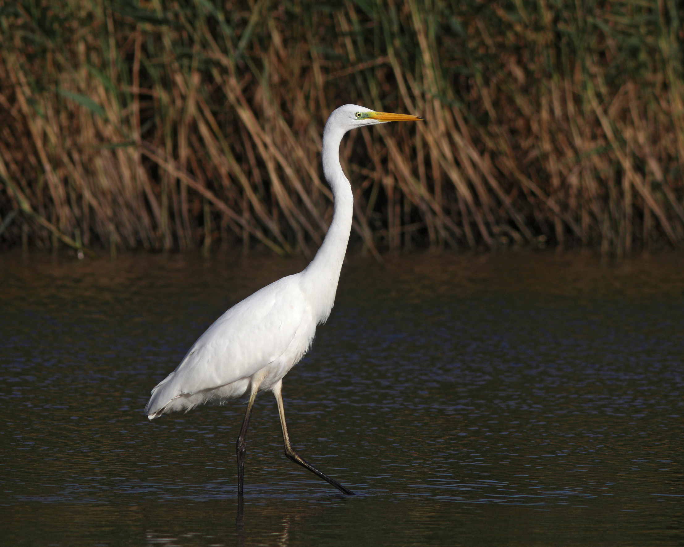 большая белая цапля, цапля, ardea alba, great egret, куршский залив, куршская коса, Бондаренко Георгий