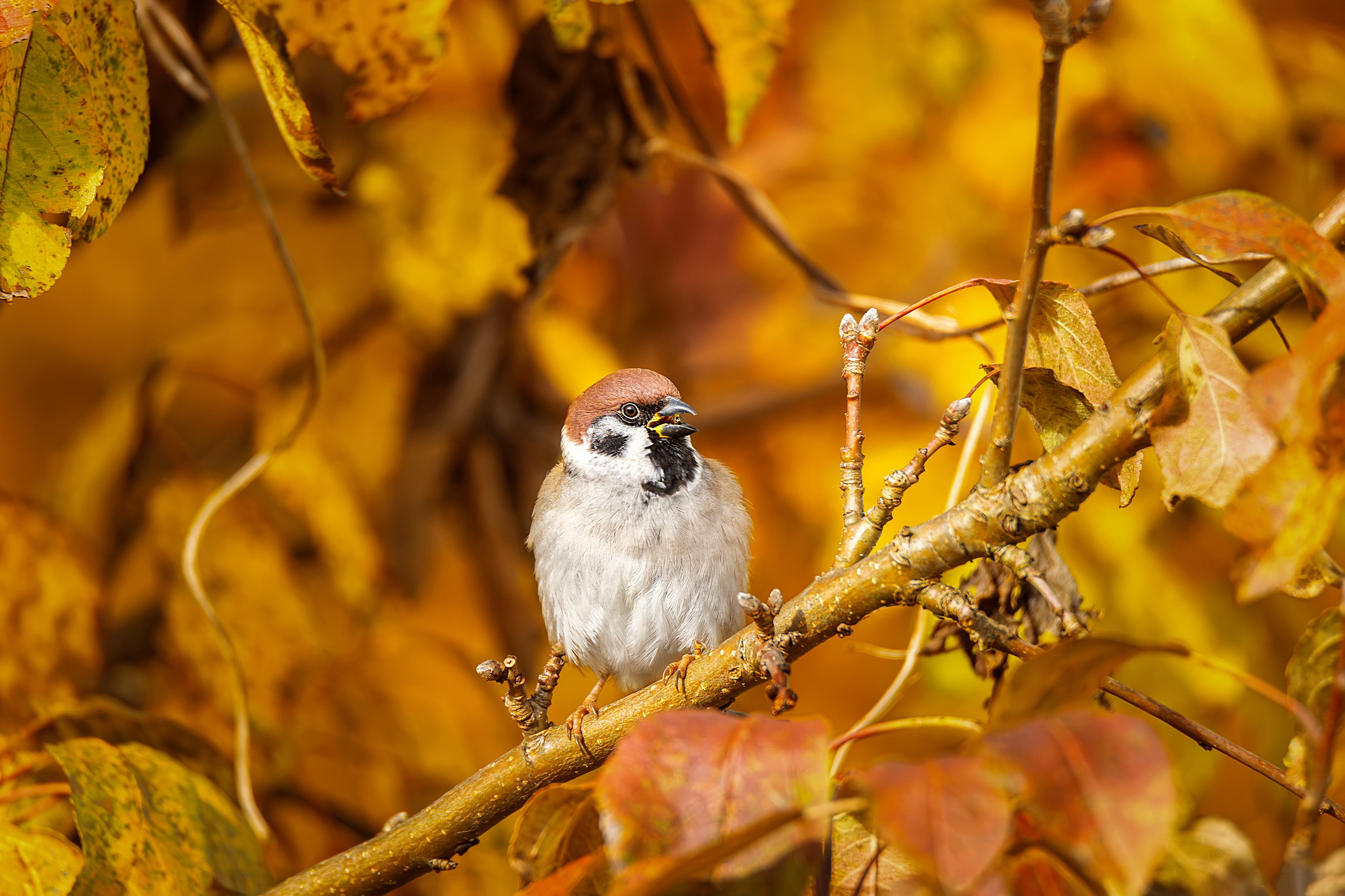 , Корнеев Алексей