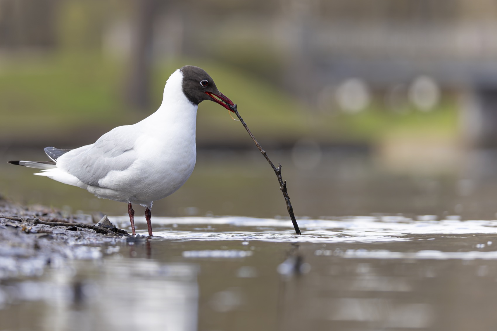 озерная чайка, рыбалка, рыбак, чайка, птицы, Ruslan Pl
