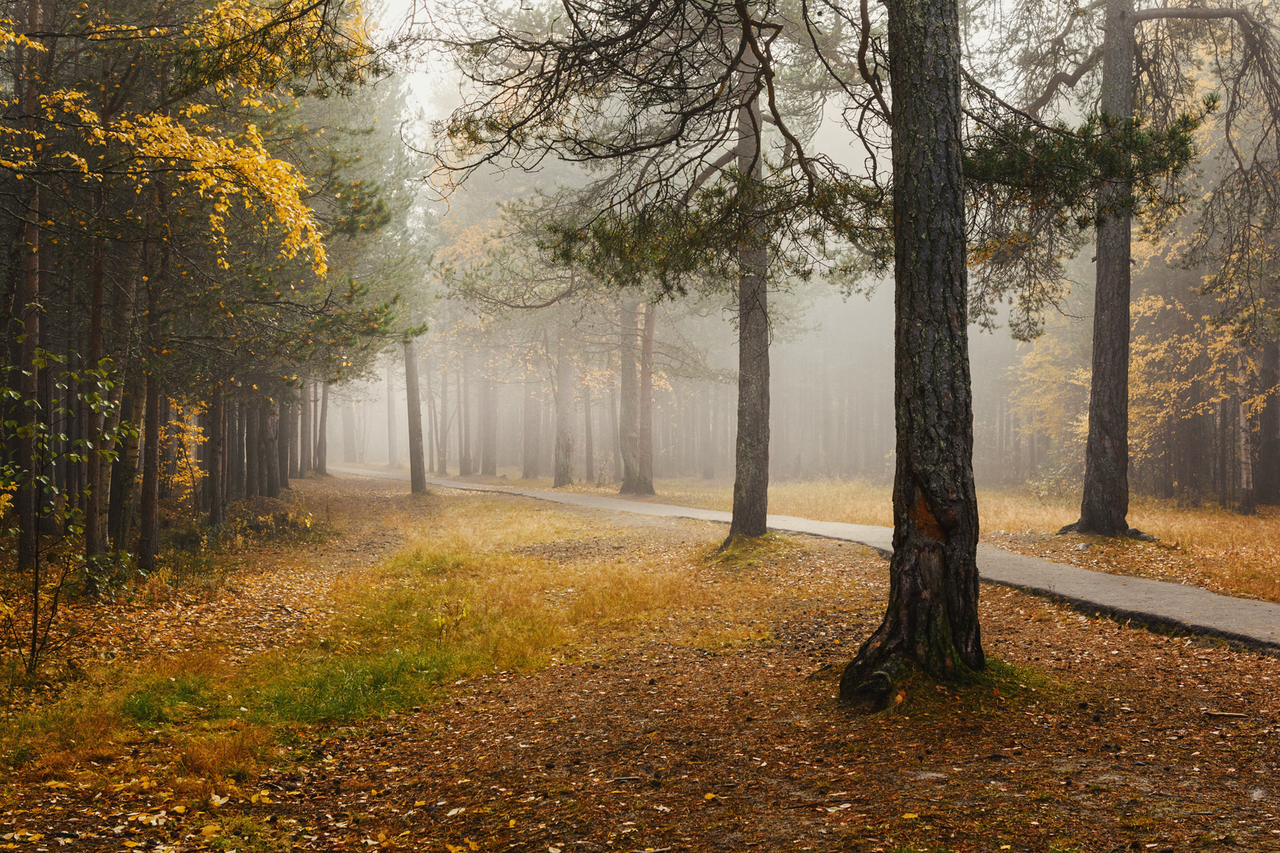 осень, сентябрь, утро, туман, парк, деревья, дорожка, трава, Вера Ра