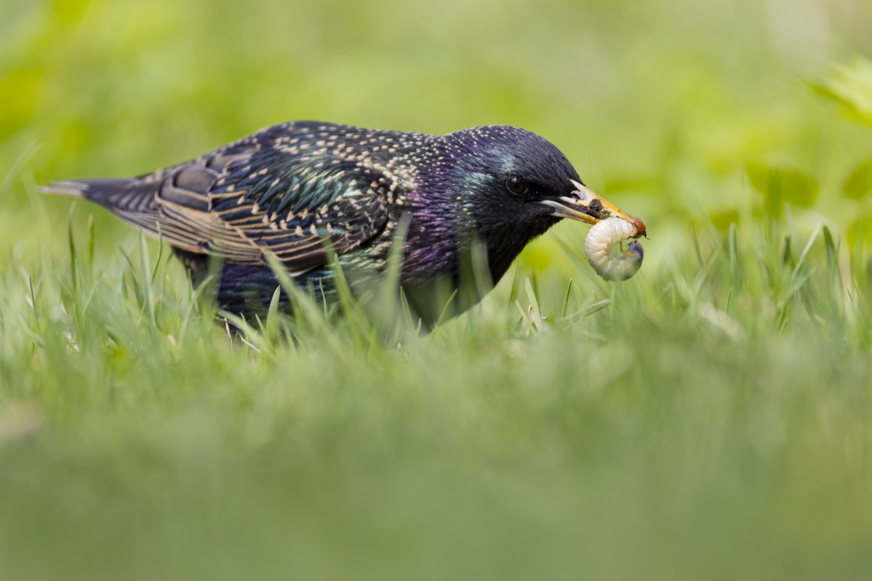 скворец, птицы, Ruslan Pl