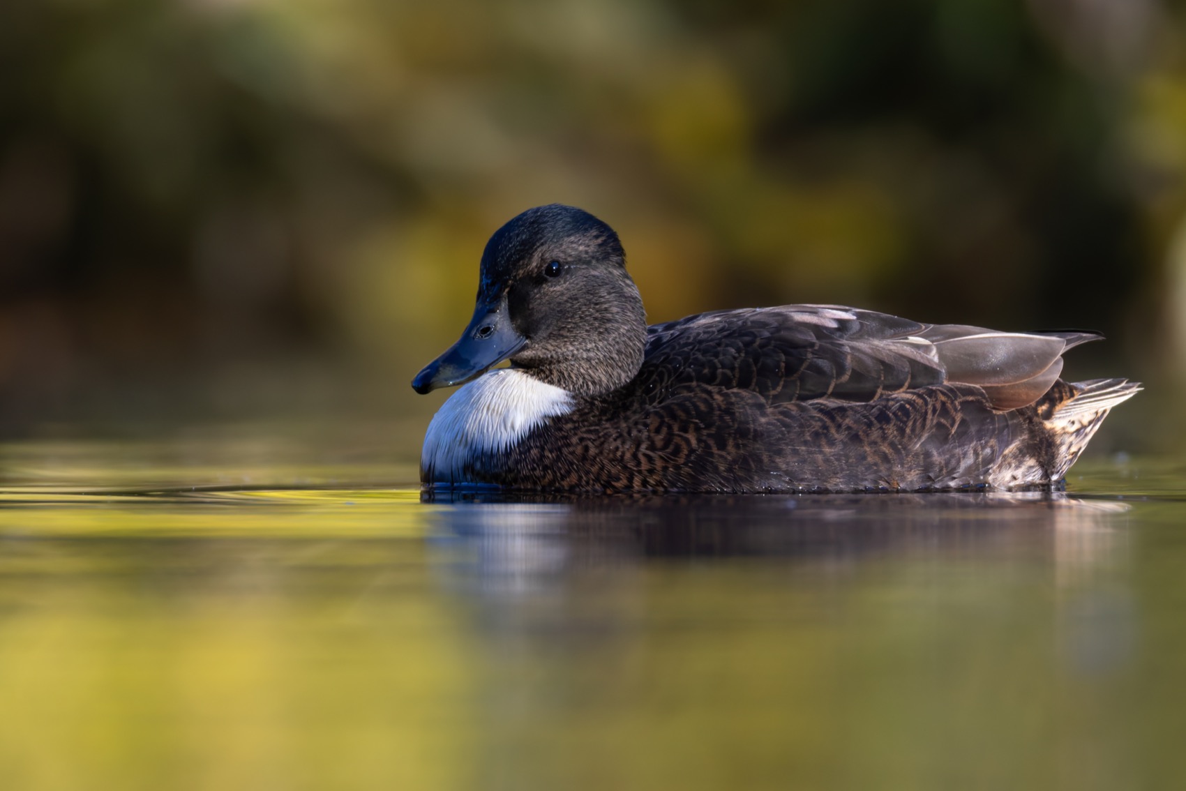 утка, кряква, птицы, Ruslan Pl