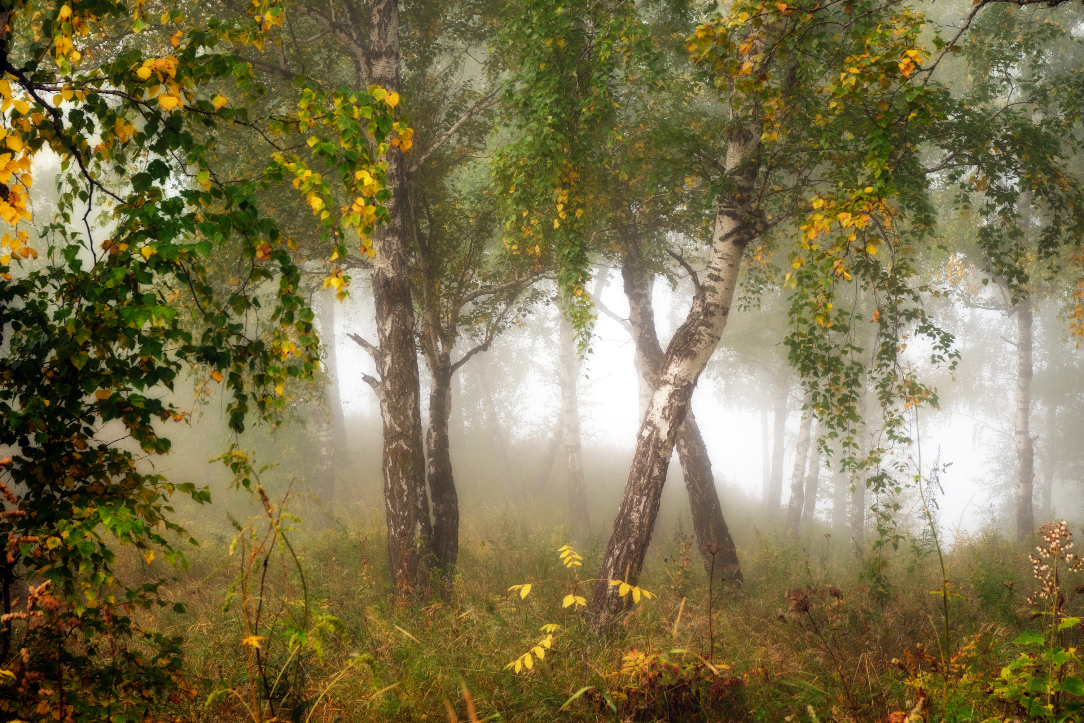 осень, Багурский Алексей