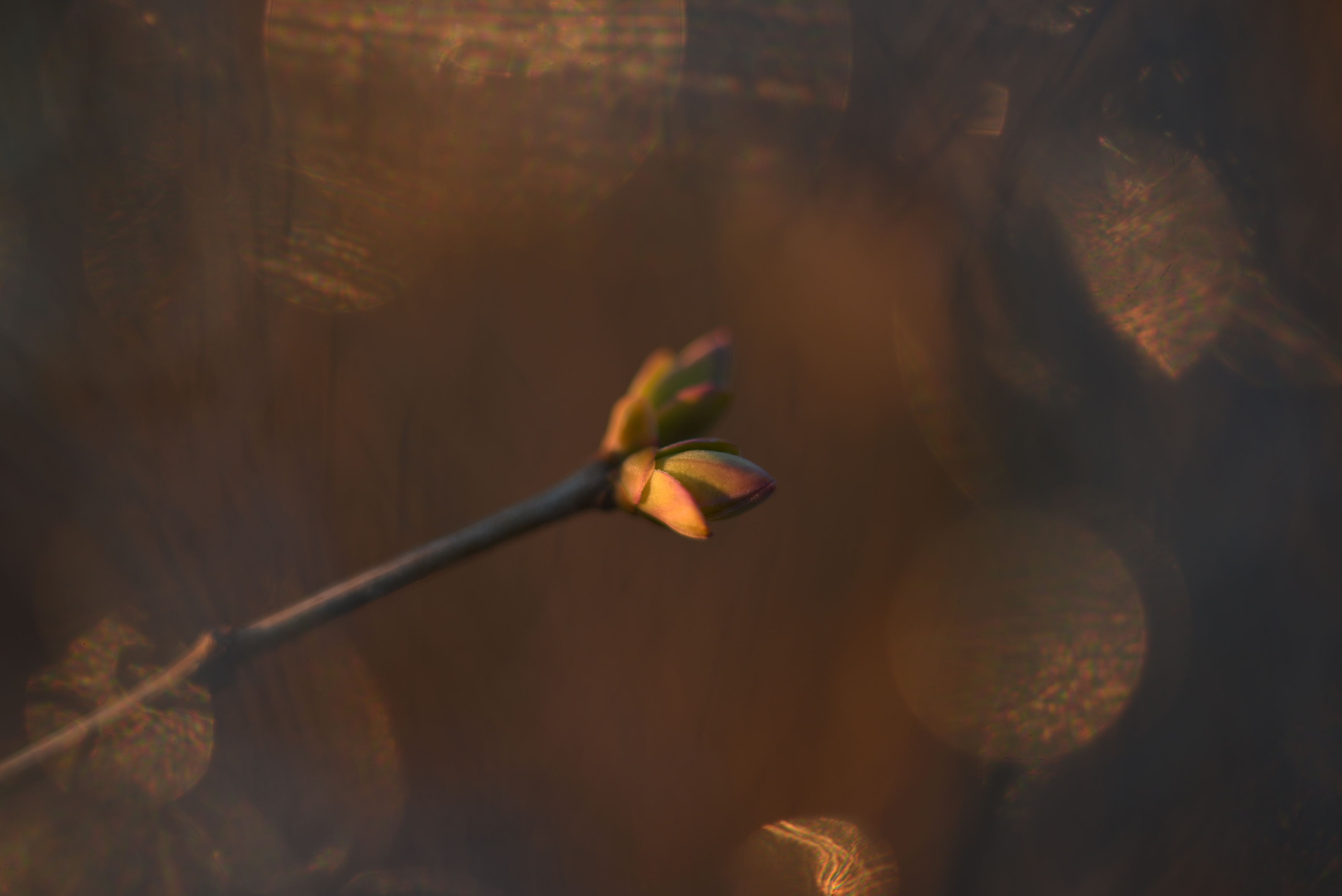 сирень, почки, весна, боке, блики, золотой, Соварцева Ксения