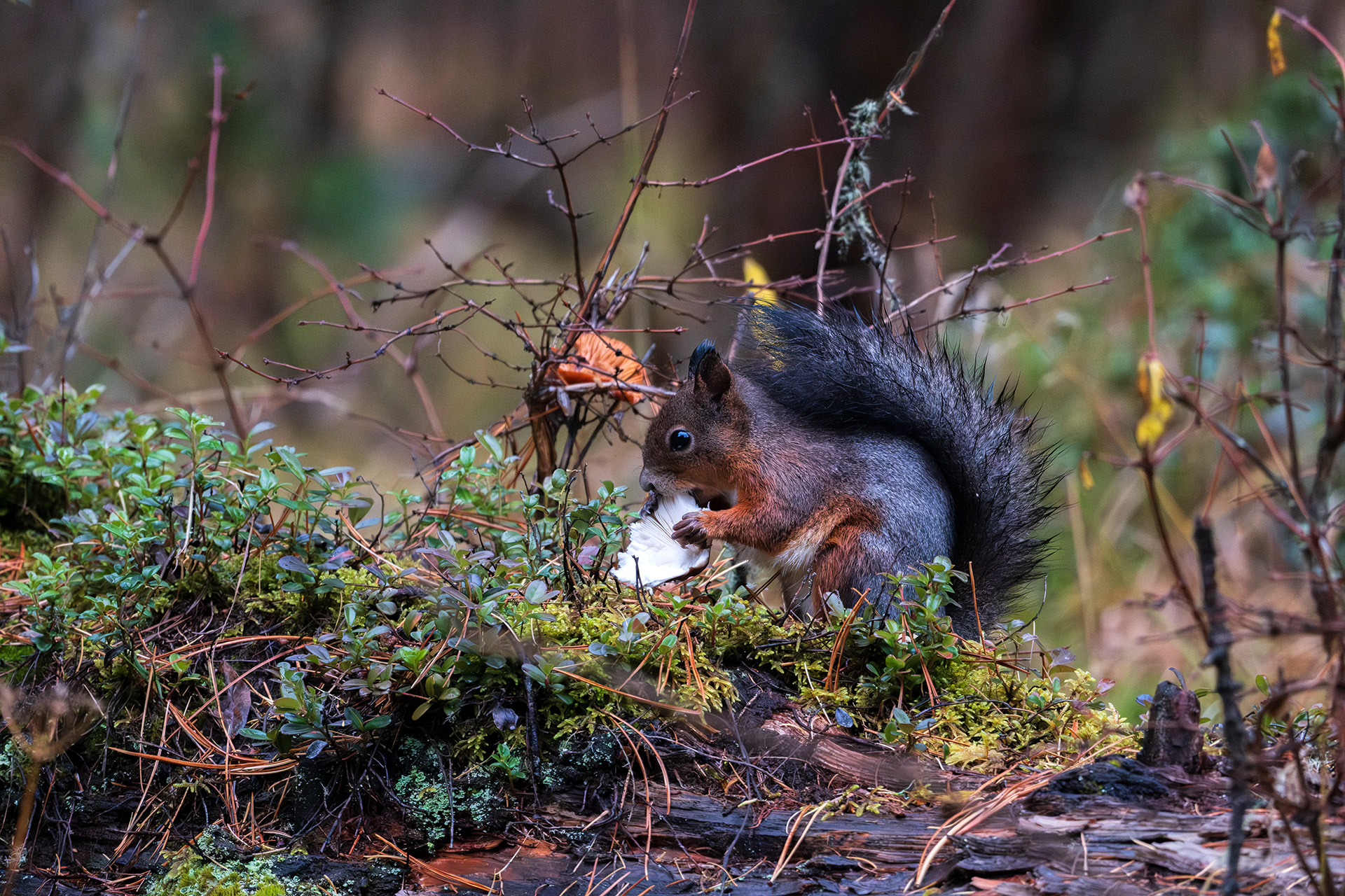 , Бодрягин Виталий