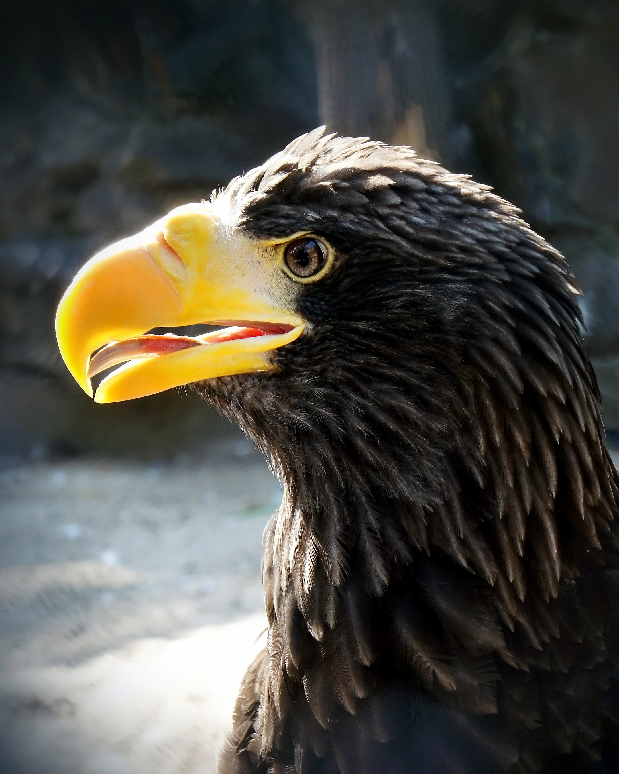 орел, птица, птицы, животные, дикие животные, настоящие птицы, хищные, орлан белоплечий,,  Людмила