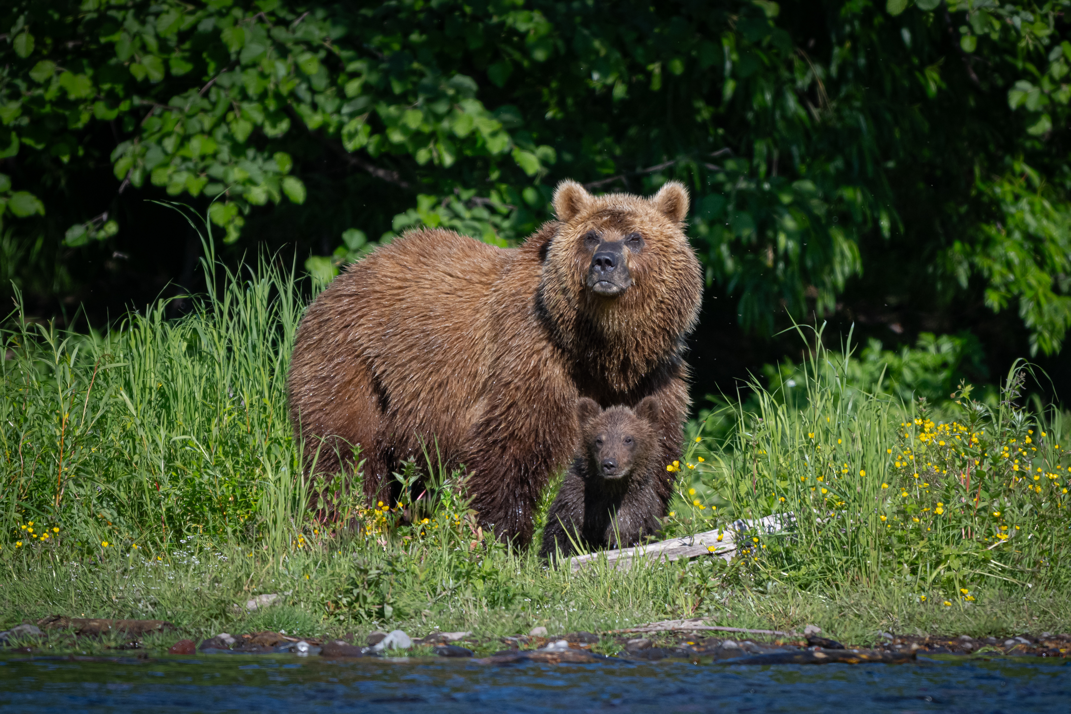 Медвежонок, медведица, Камчатка, хищники, звери, медведи, семья, Степанова Татьяна
