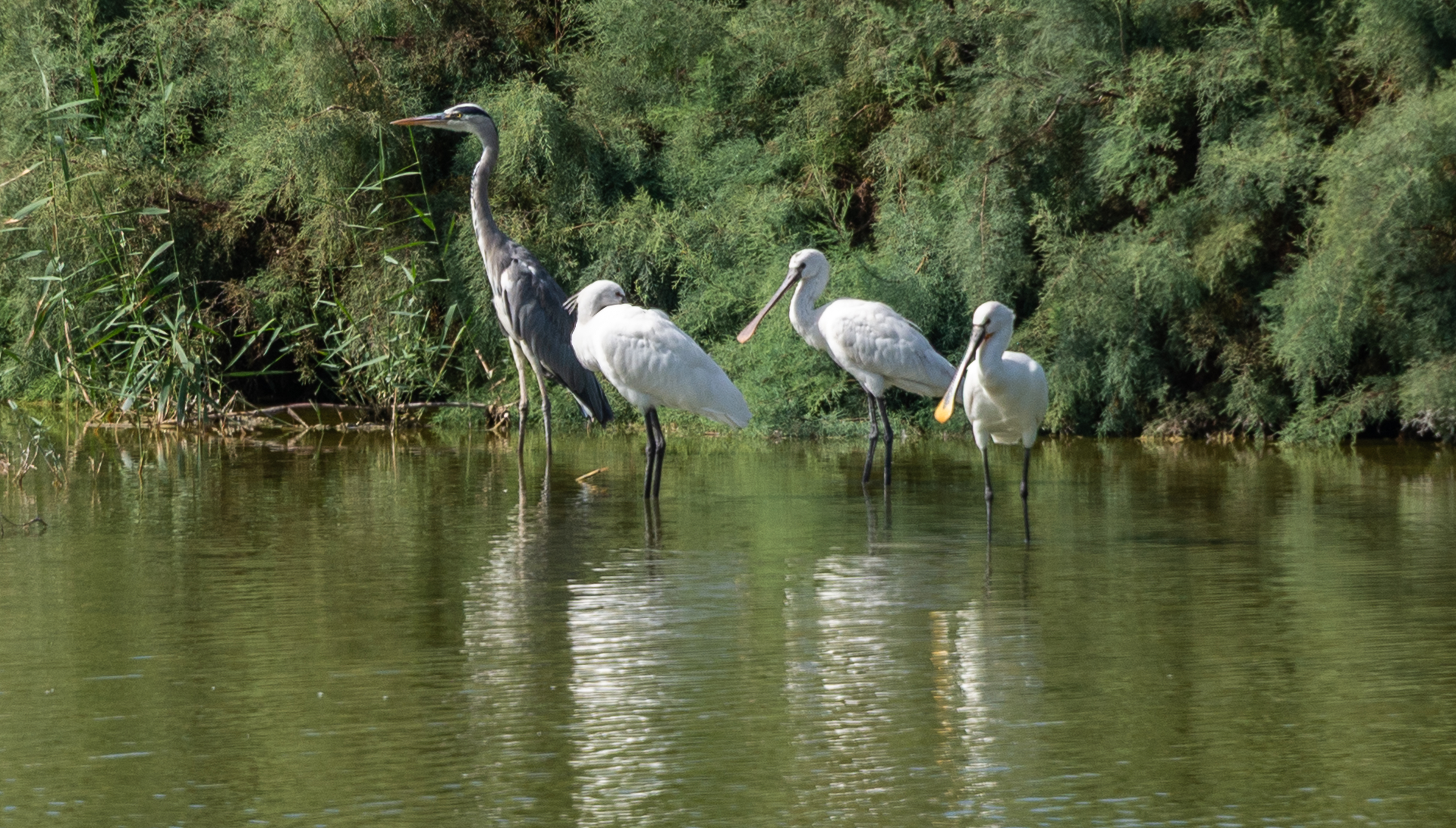 , Vladimir Bragilevsky