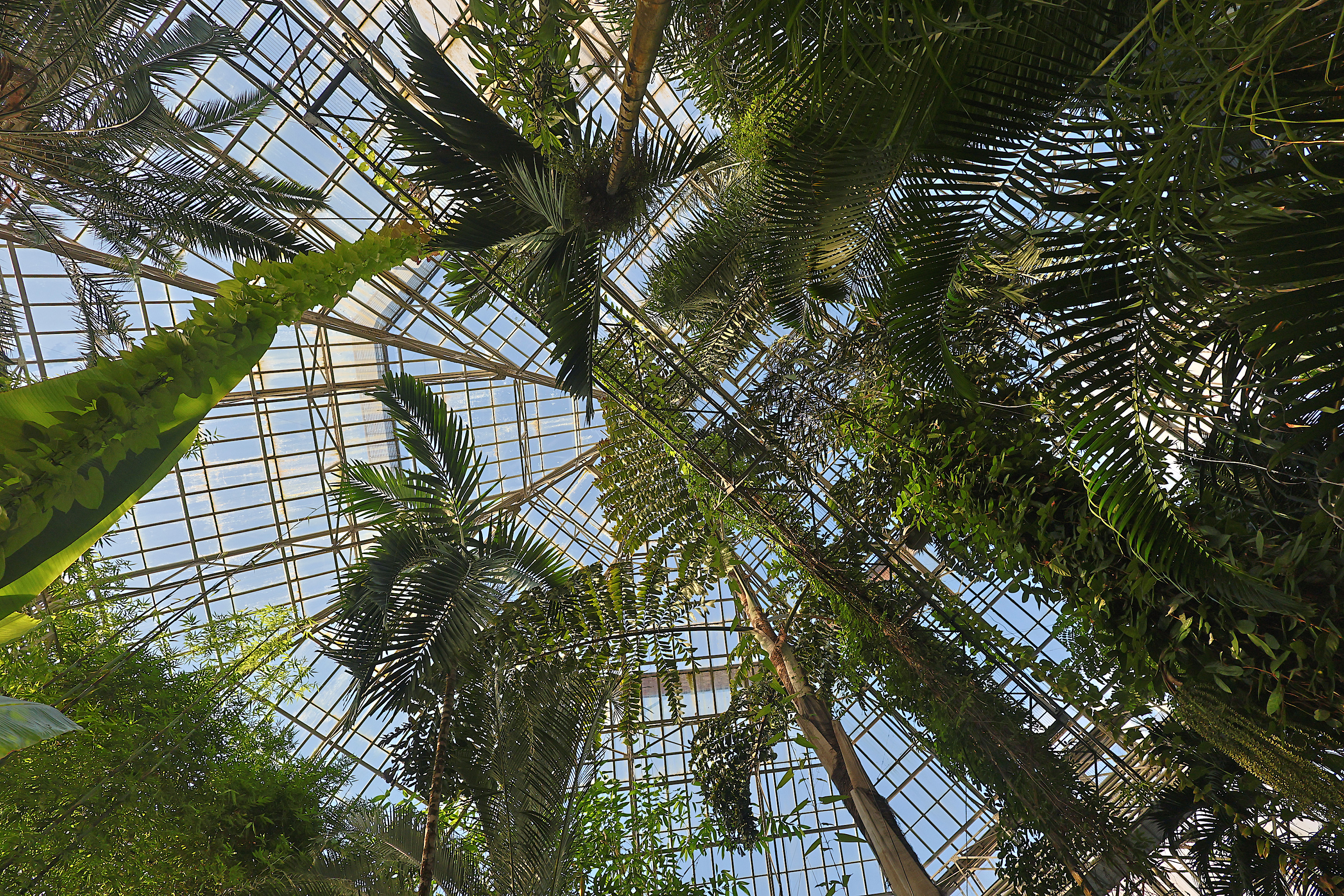 пальмы оранжерея, Александр Зорин