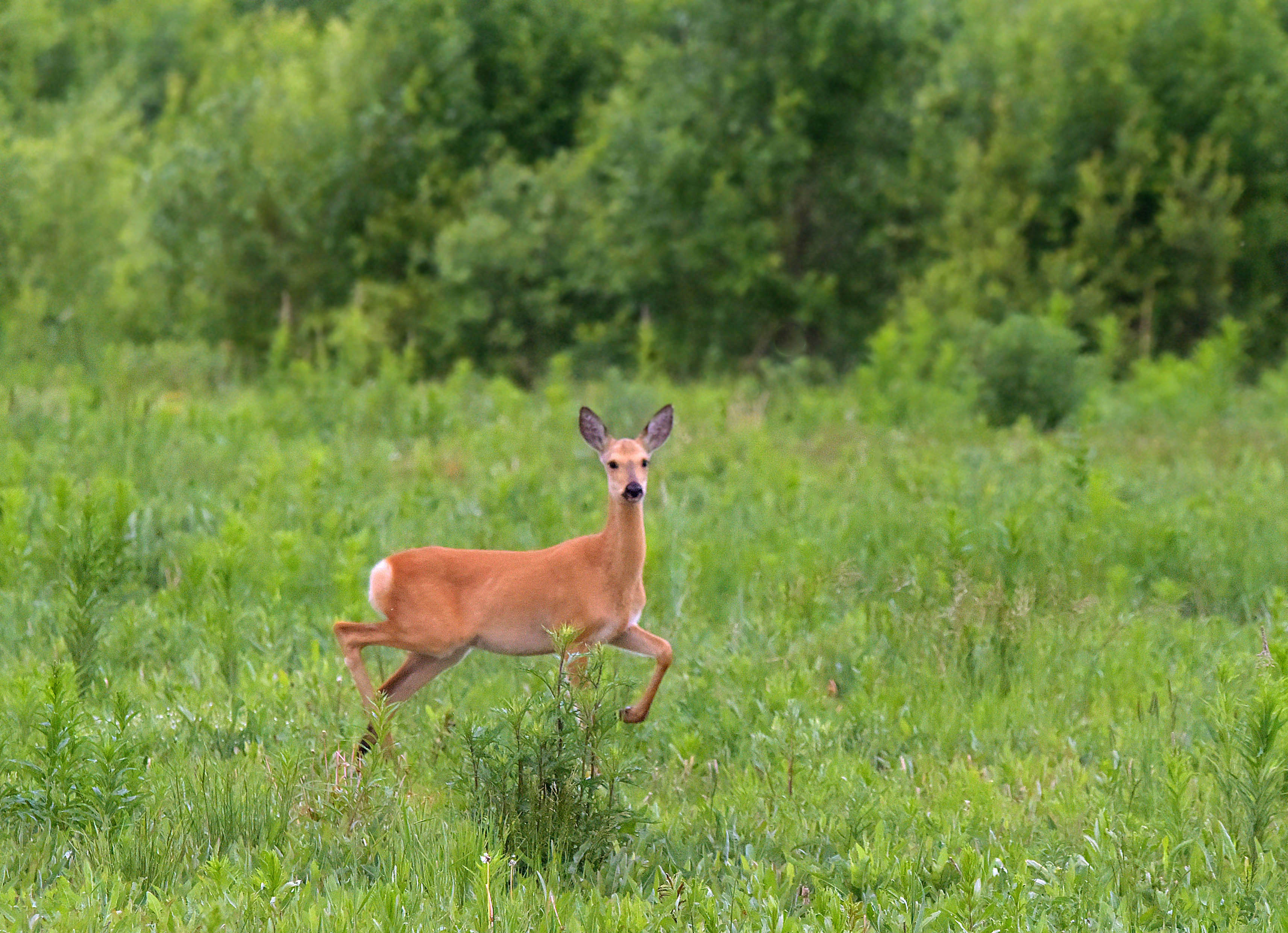 , Белоусов Михаил