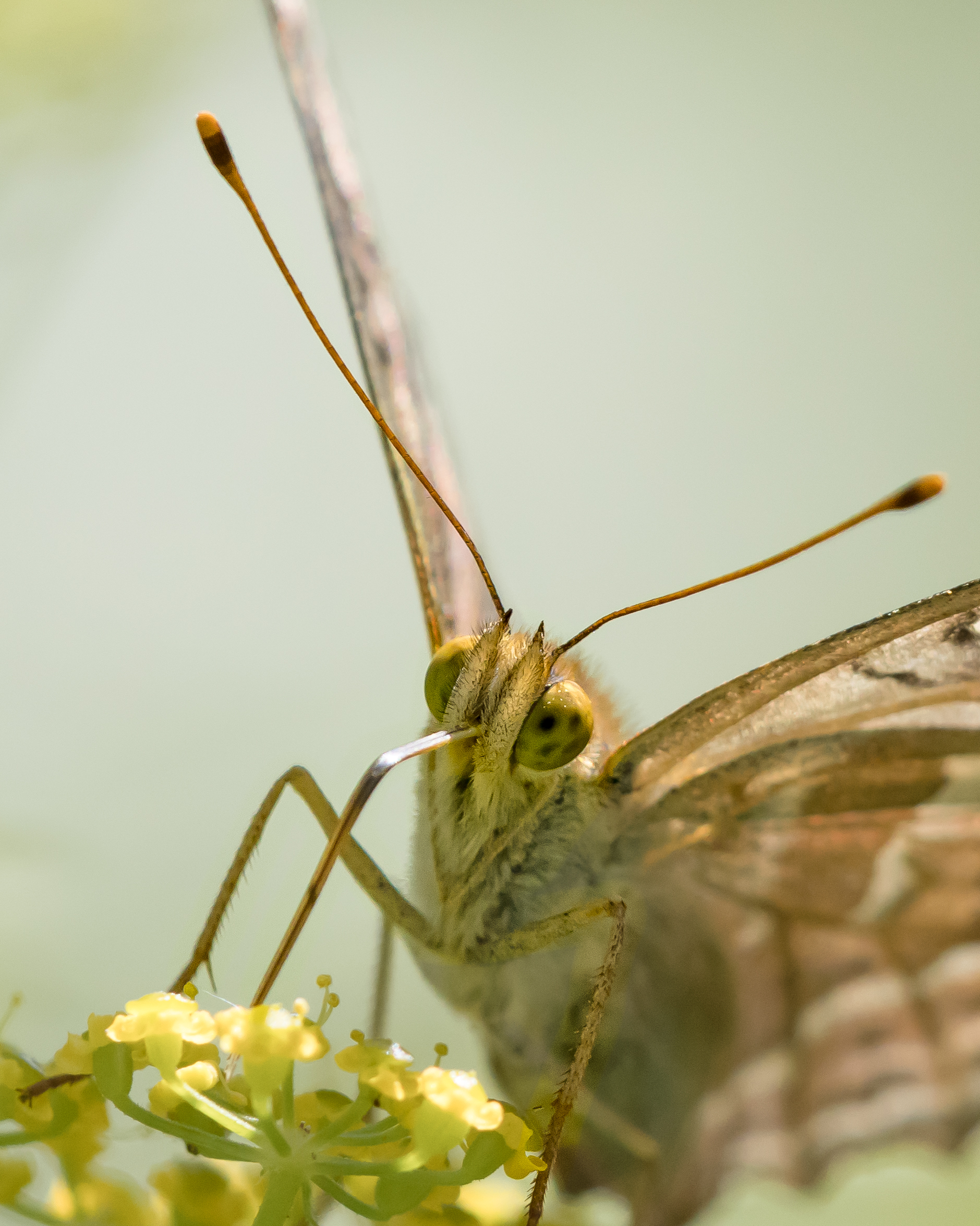 лето, бабочки, перламутровка, насекомые, Лапин Сергей