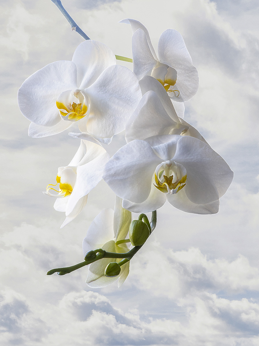 цветы, макро, орхидеи, Приходько Ирина