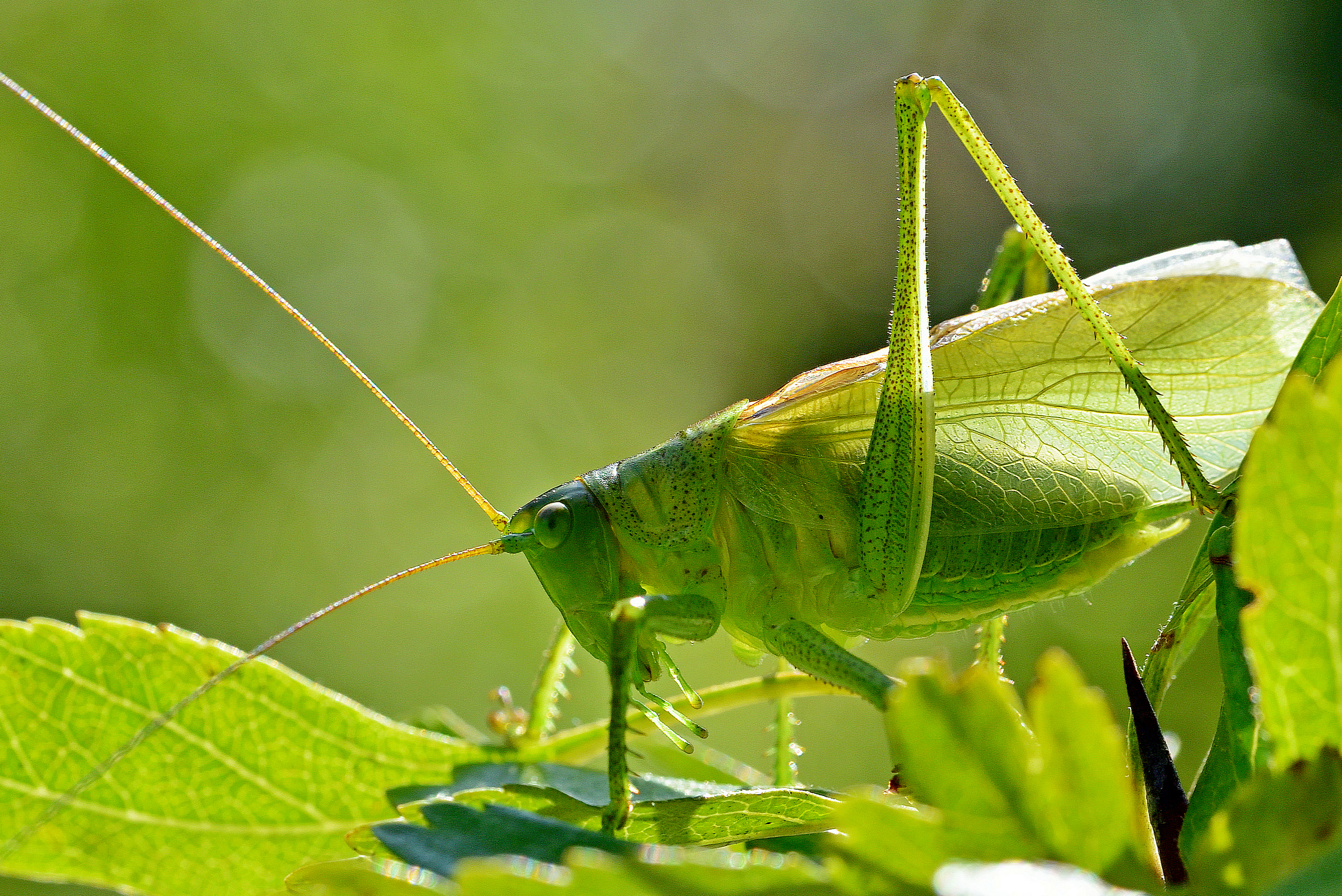 , Корнейчук Игорь