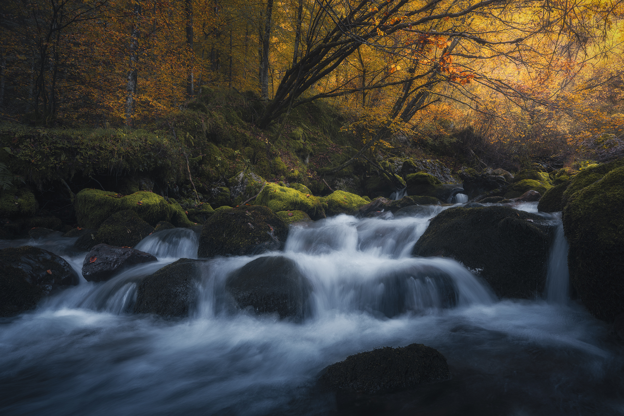 , de Franzoni Thomas