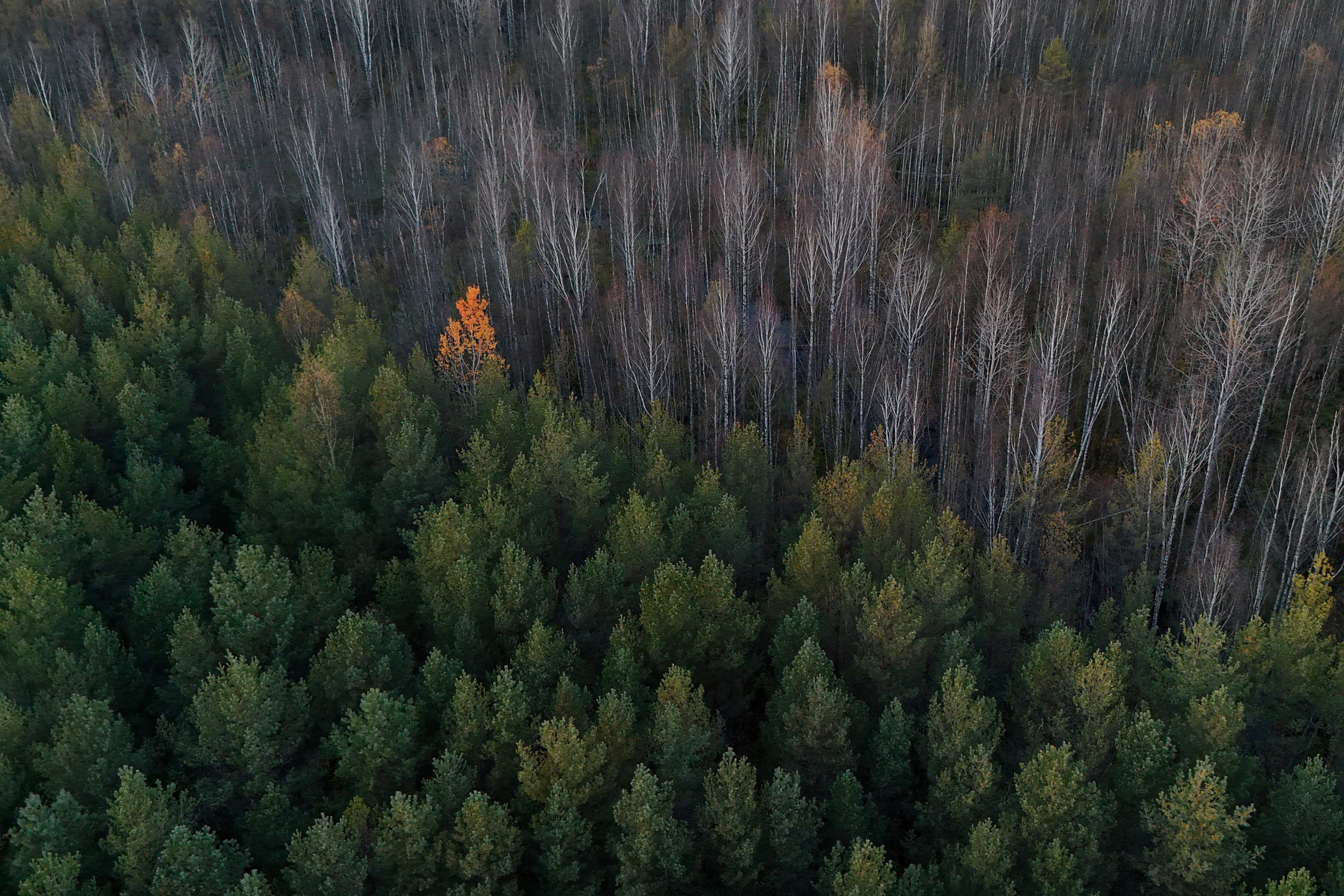 осень, фото, эстония, природа, Oksana Truktanova