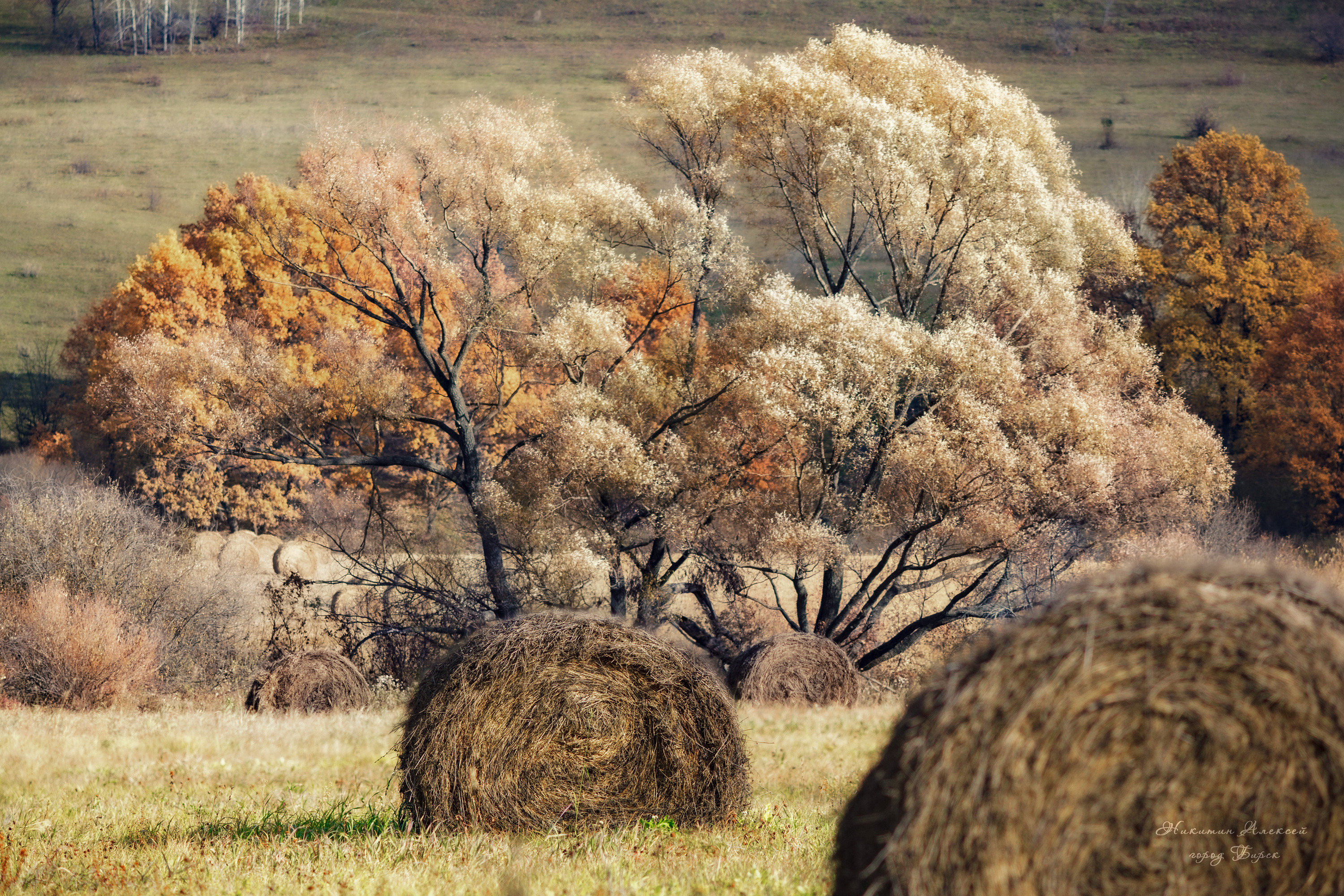 , Никитин Алексей