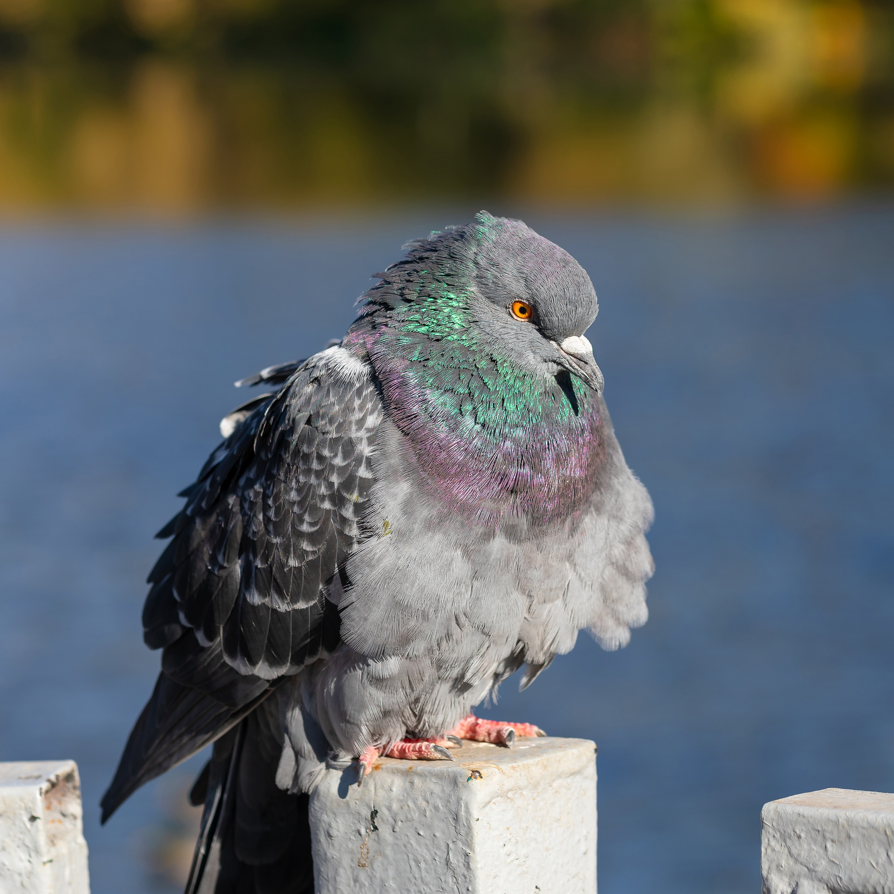 голуби, утки, птицы, осень, вода,, Александр Резников
