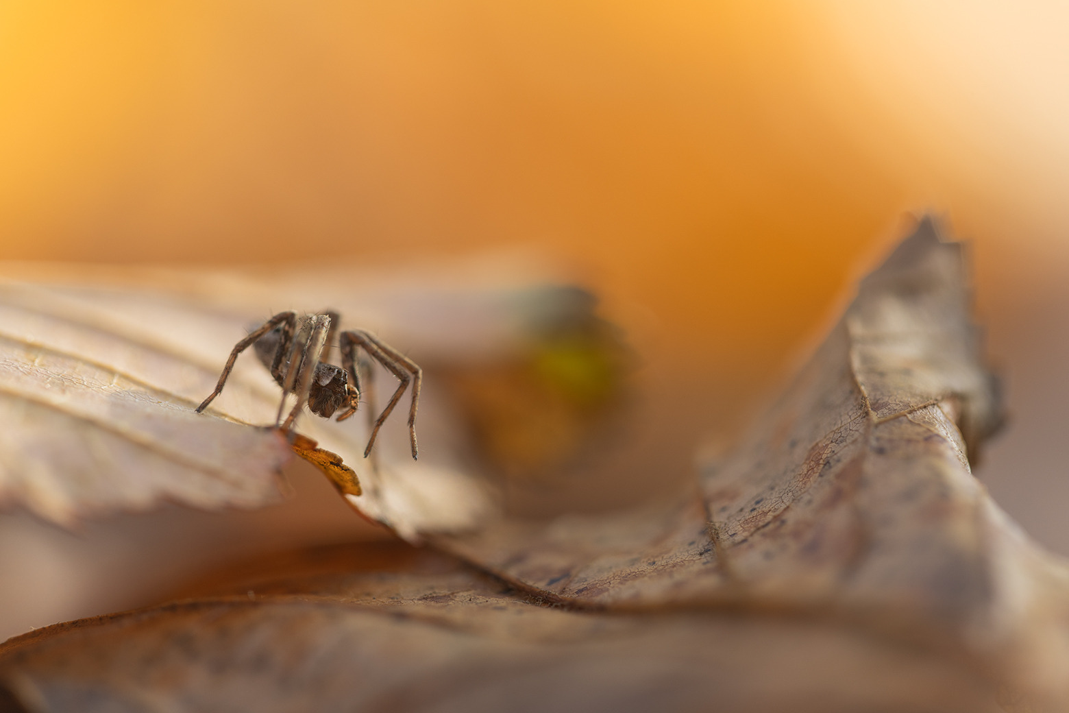 , Илья Михеев