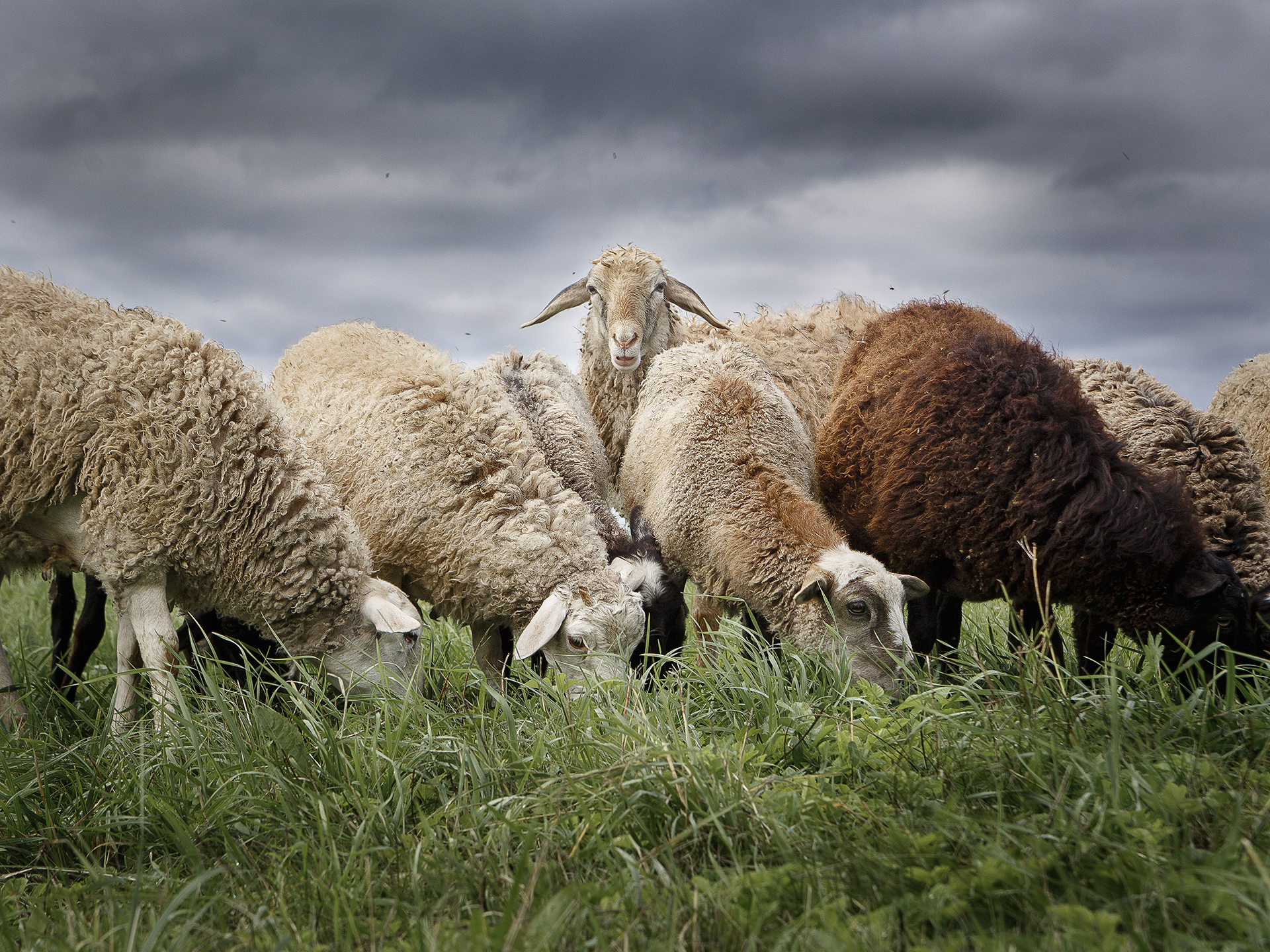 , Вострецов Иван