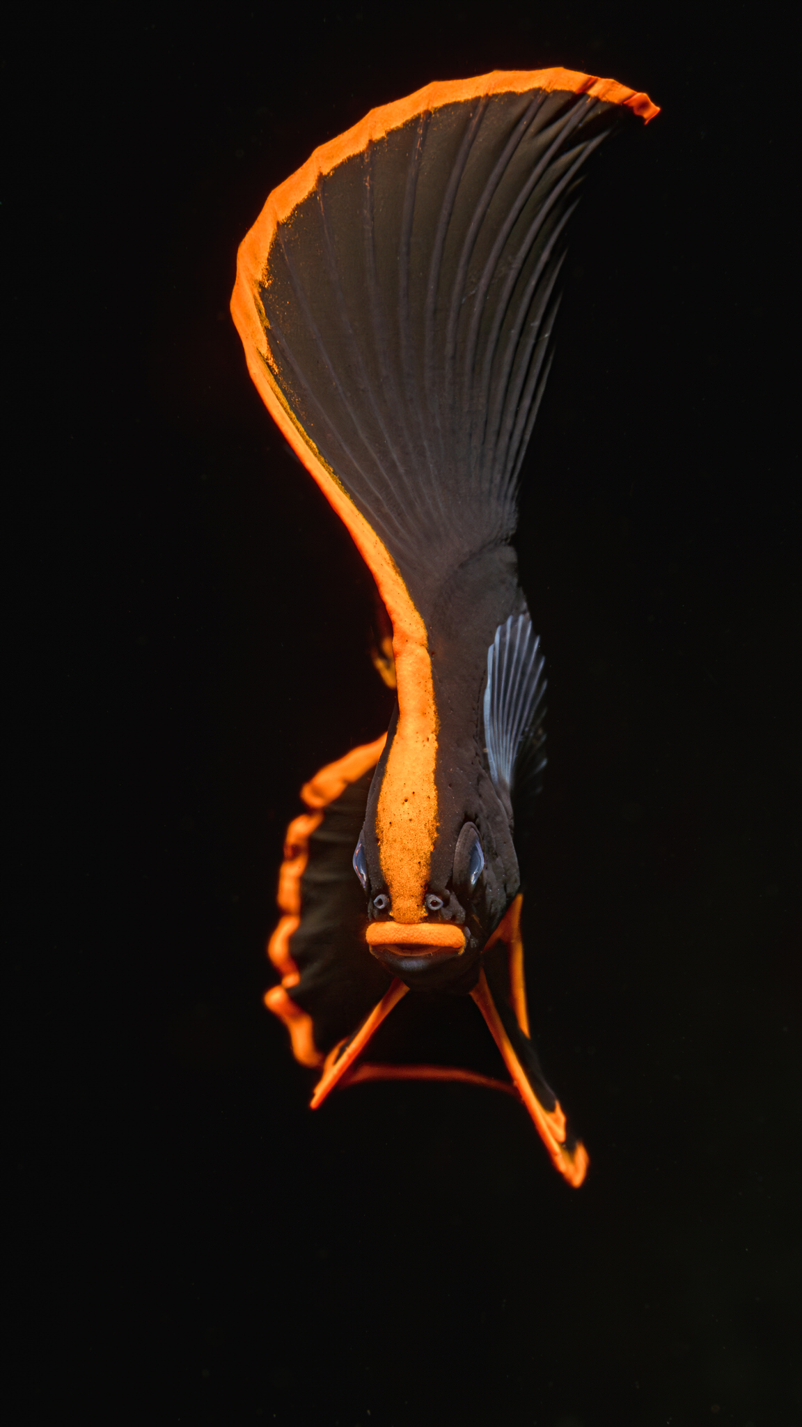 , Савин Андрей