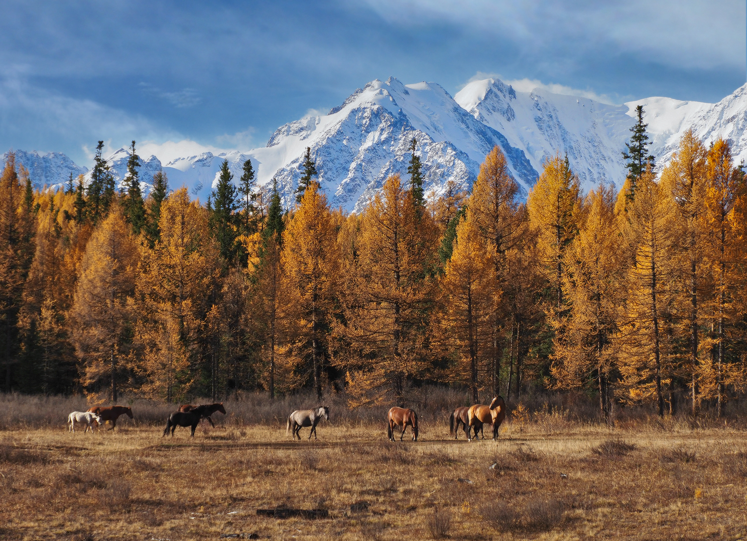 Алтай, Северо-Чуйский хребет, лошади, Горный Алтай, Галина Хвостенко
