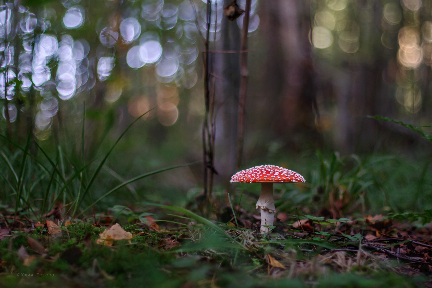 мухомор, гриб, Ершова Юлия