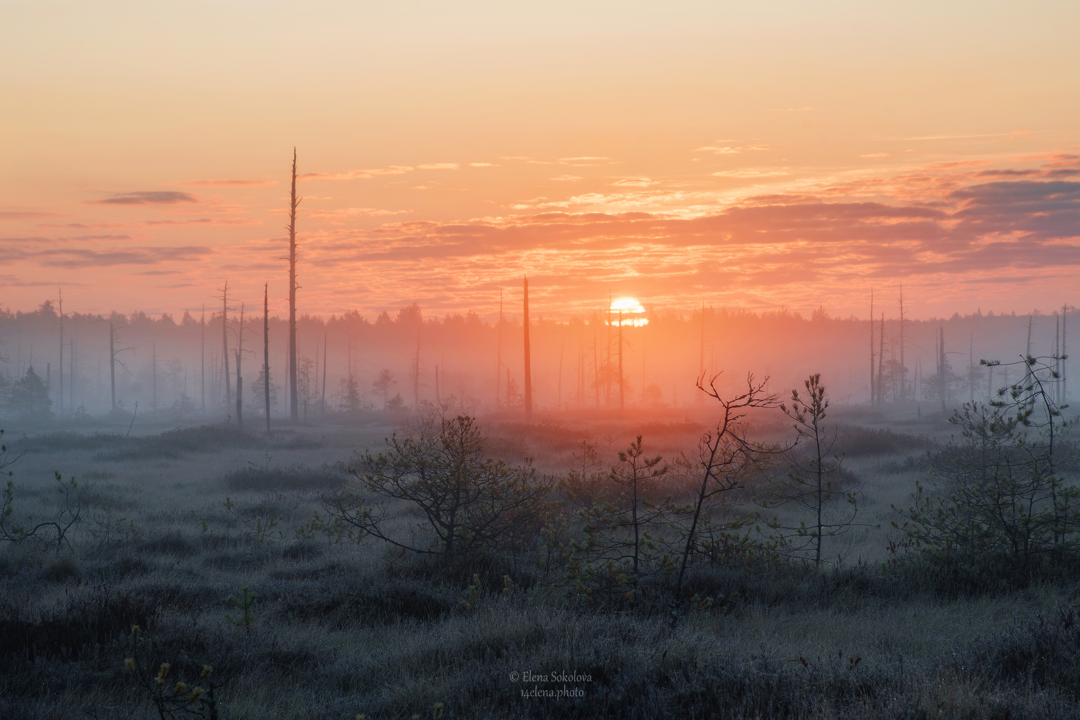 осень, утро, рассвет, туман, Елена Соколова