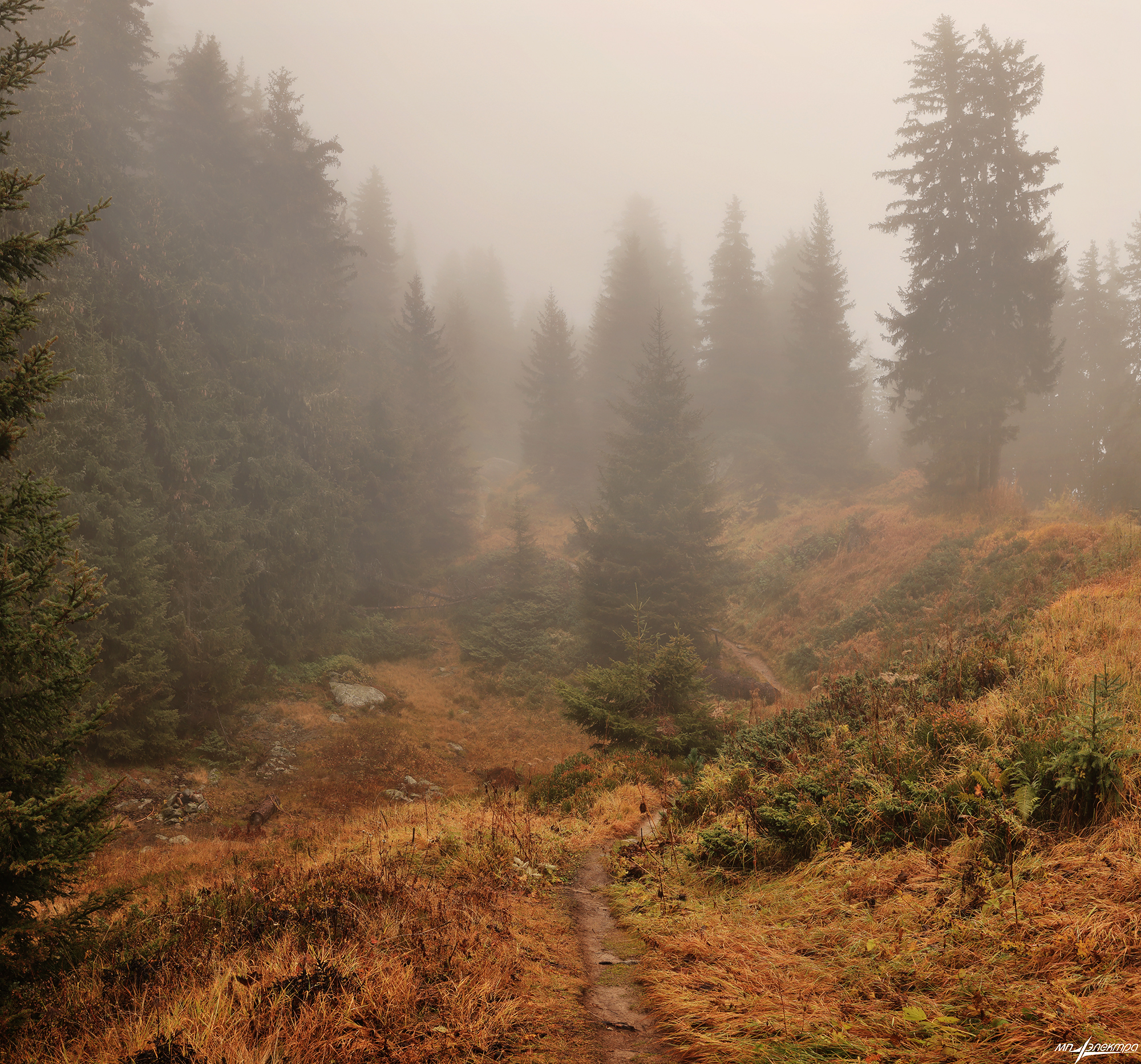 swiss, Матвеев Николай