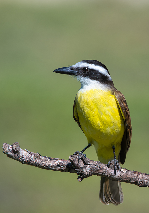 , Андрей Алексеев