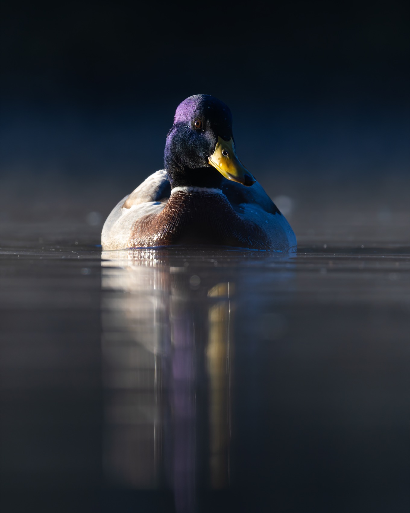 кряква, утка, птицы, Ruslan Pl