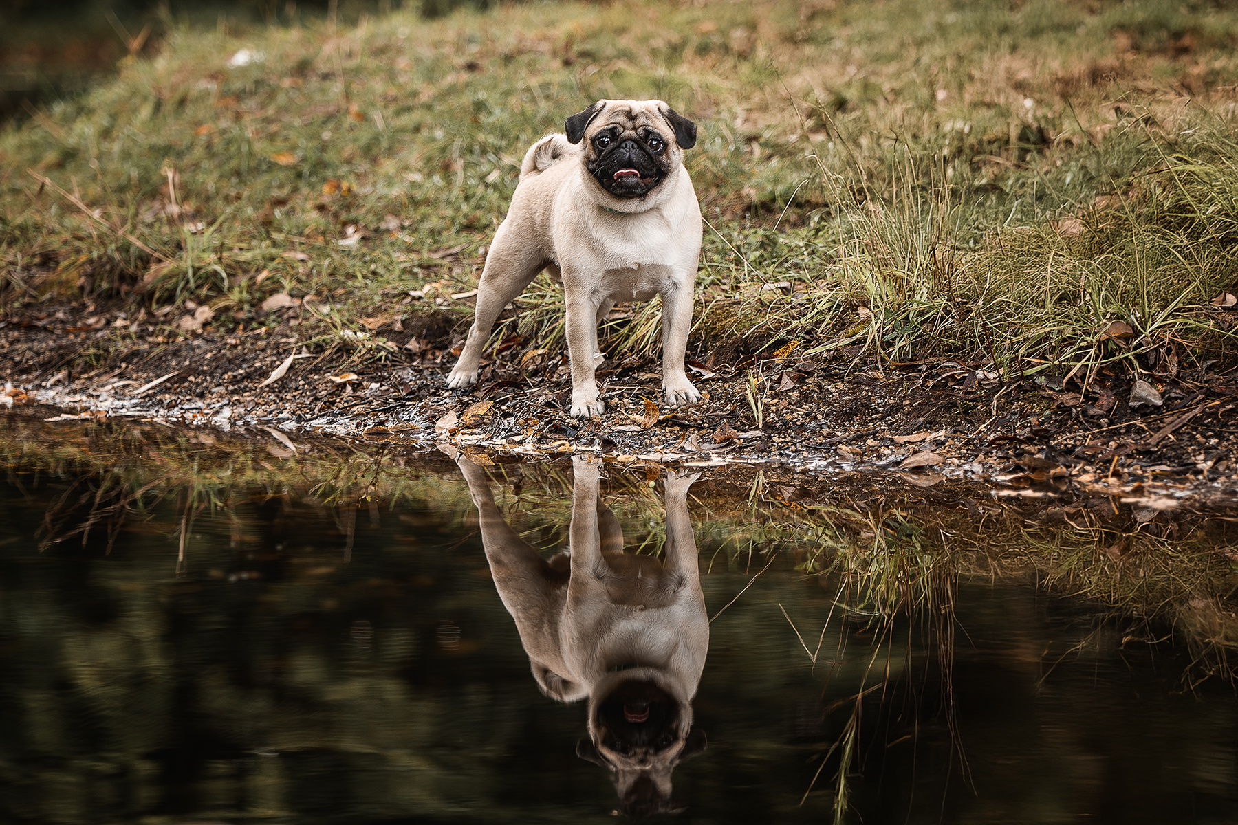 , Елена Самусенкова